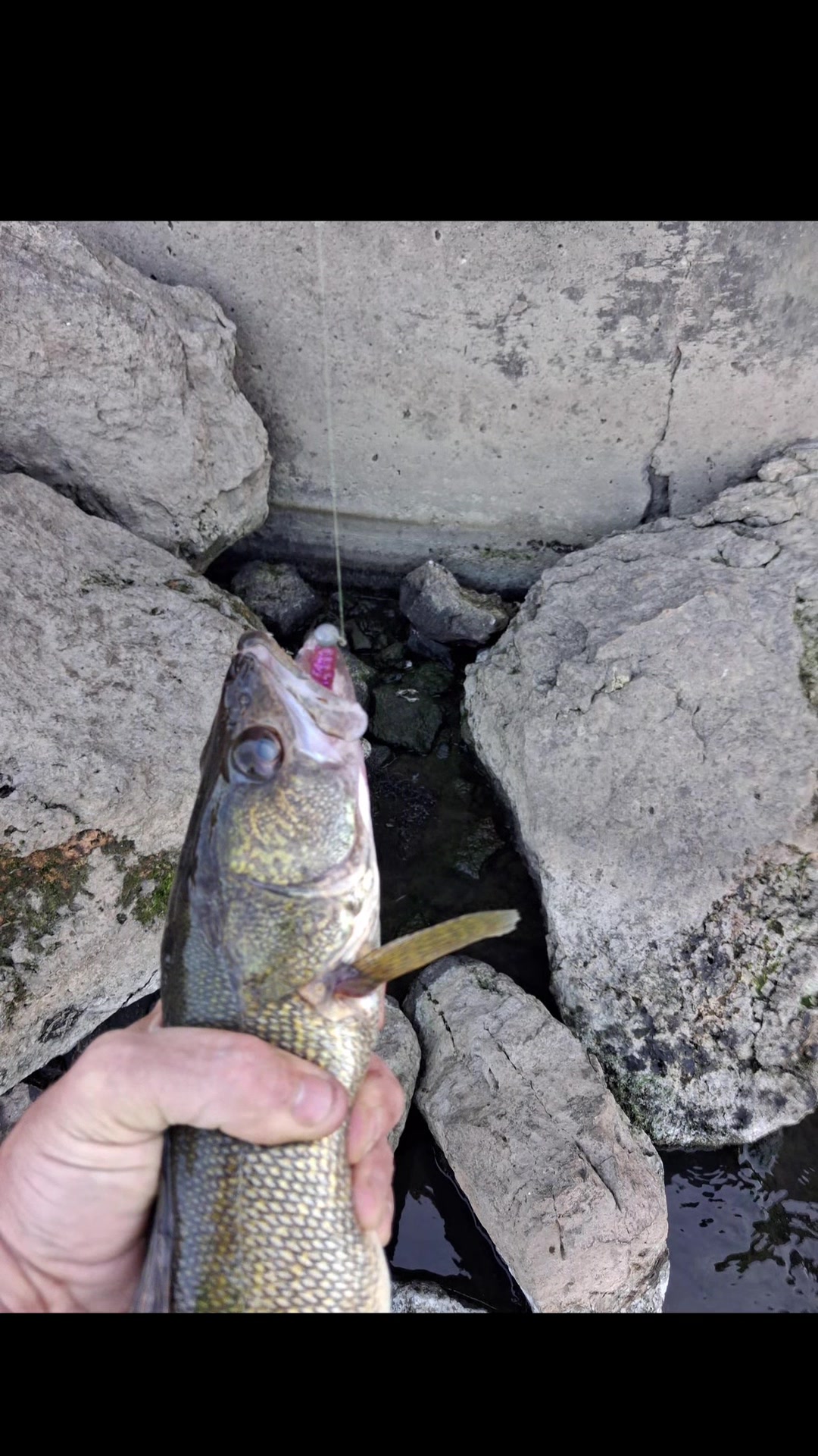 @Dave’s Lazy Baits