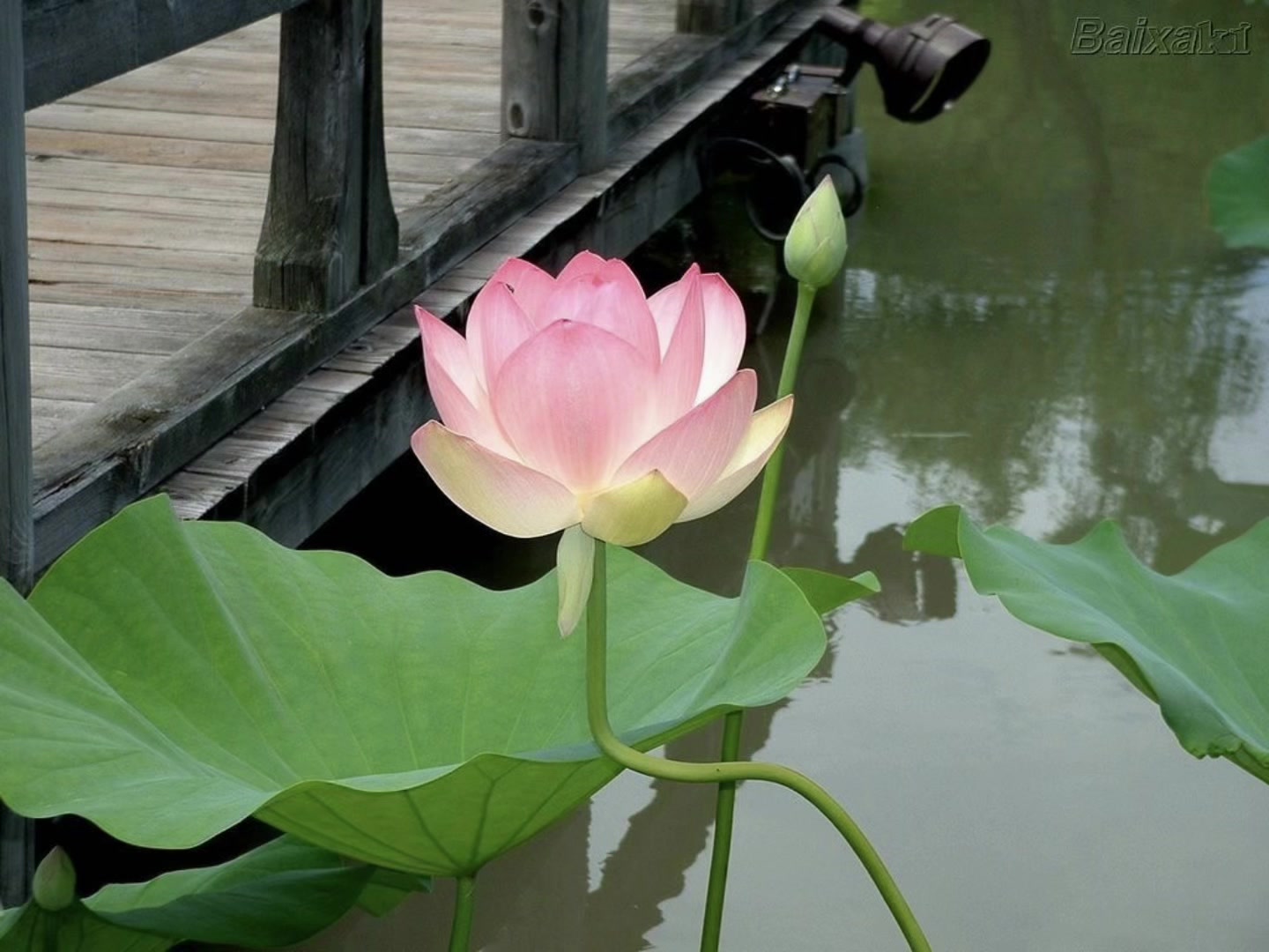 @lotus