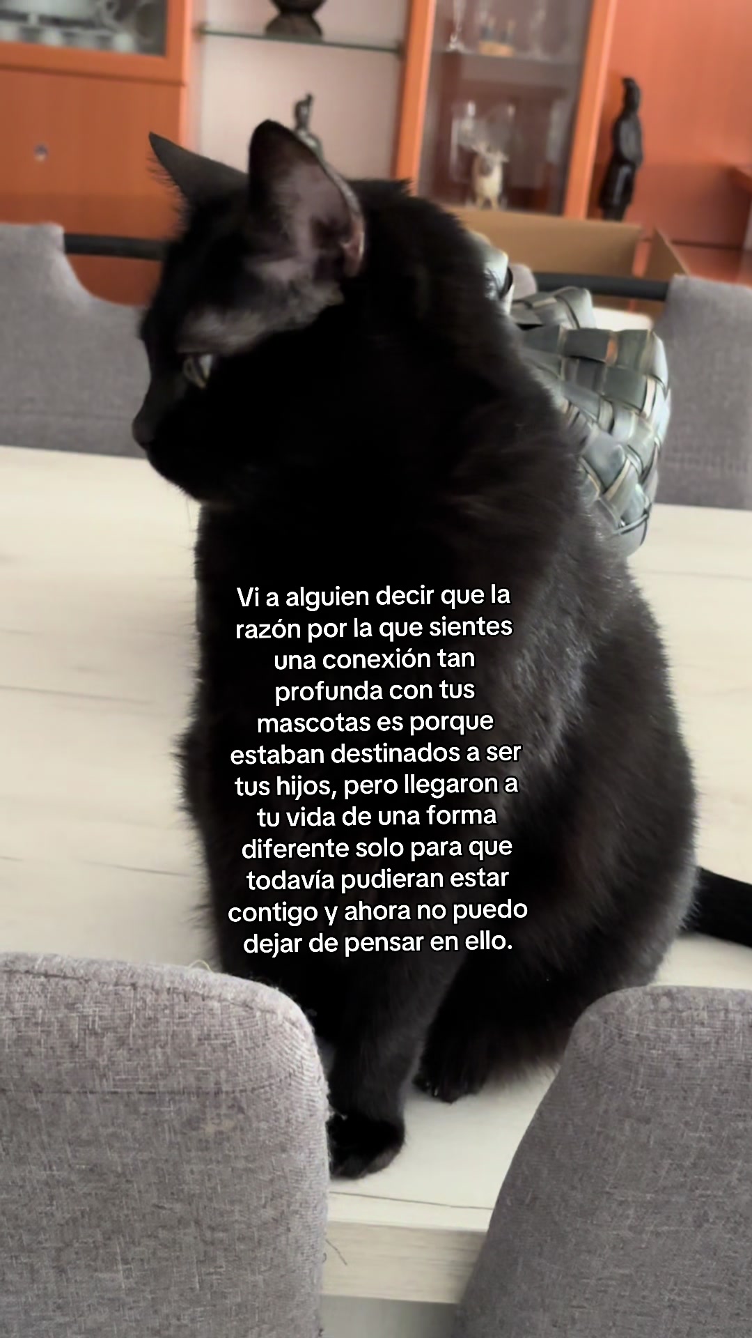 @BlackCatsMatter
