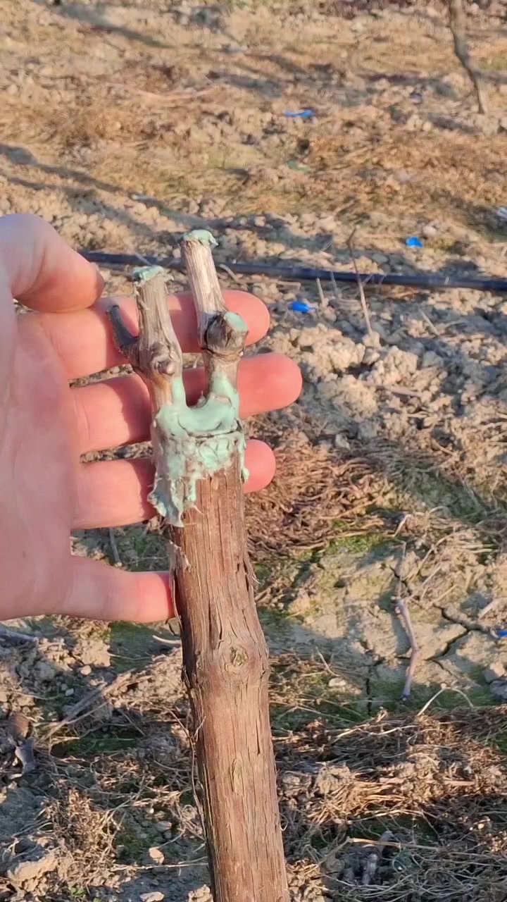 @Минчо Танков