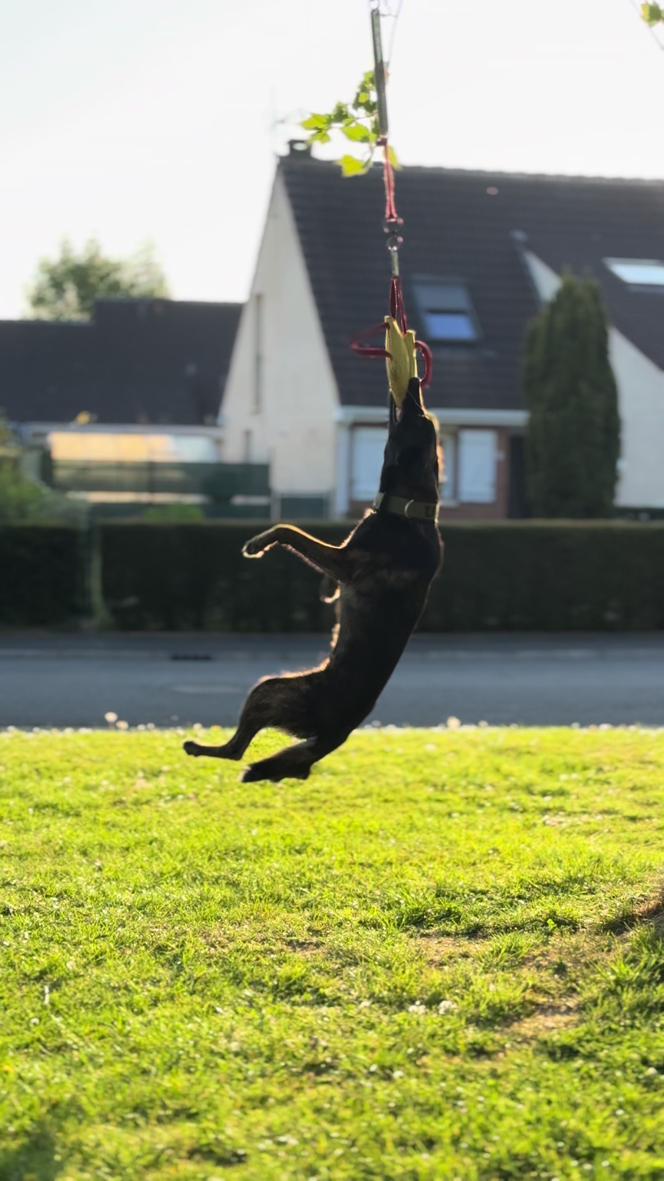 @Otha Malinois