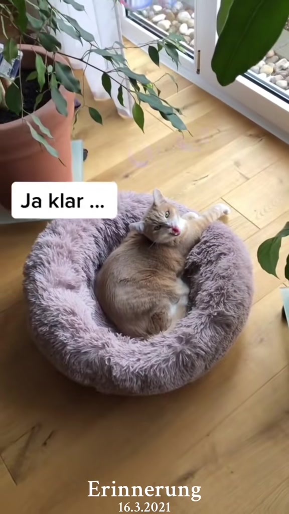 @Tina🙋🏼♀️Shiva🐈⬛❤️Mou🐈