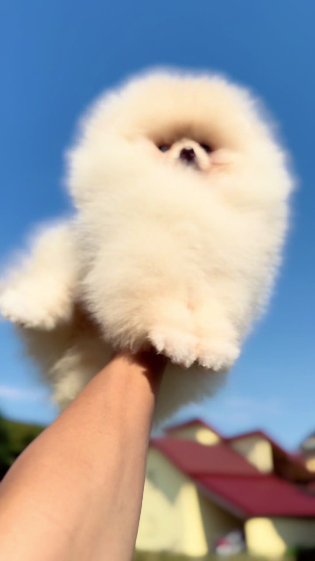 @Pomeranian.Glamour