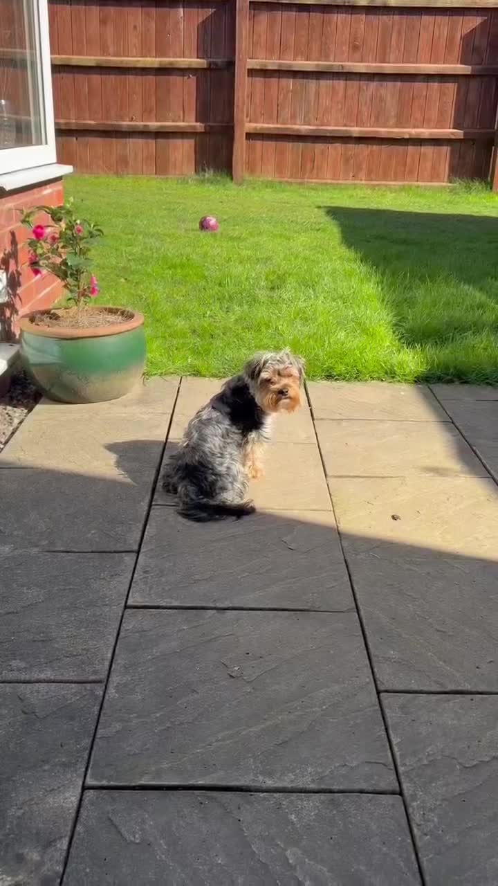 @Benjie the Yorkie