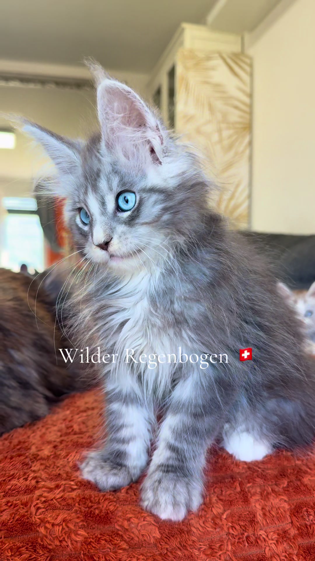 @WilderRegenbogenMaineCoon
