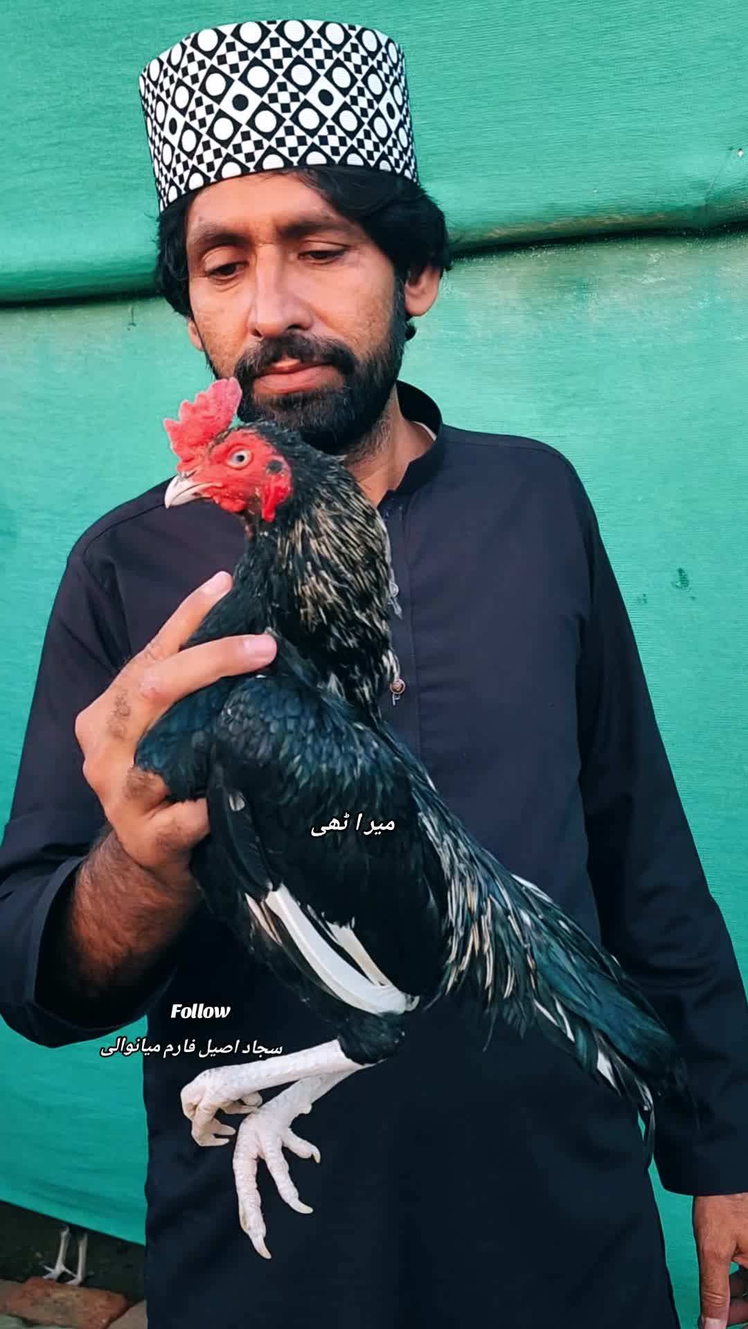 @Sajjad Aseel Farm