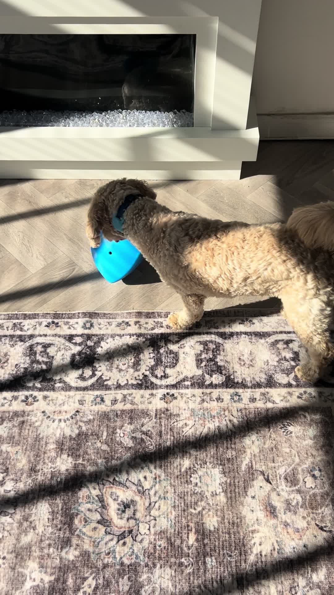 @Daisy elmo olly 🏴