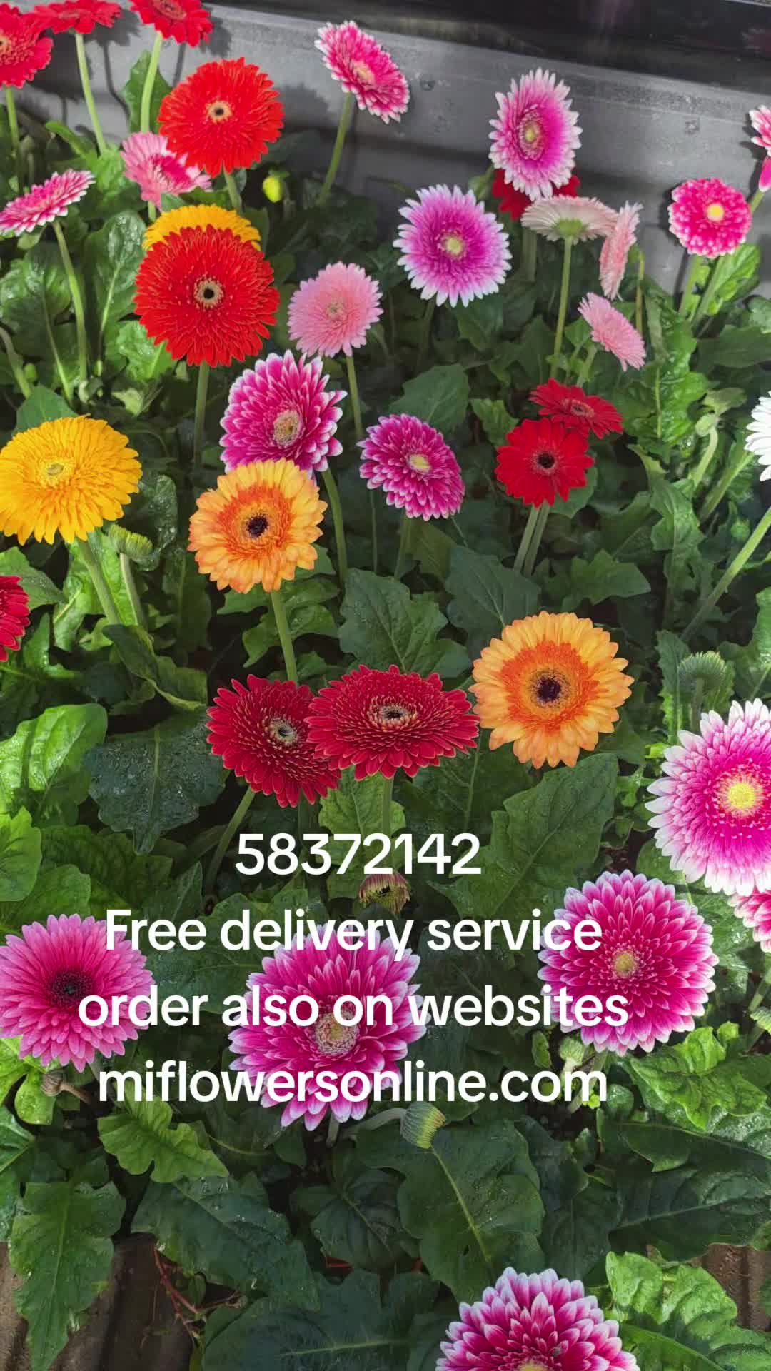 @Mi Flowers❤️