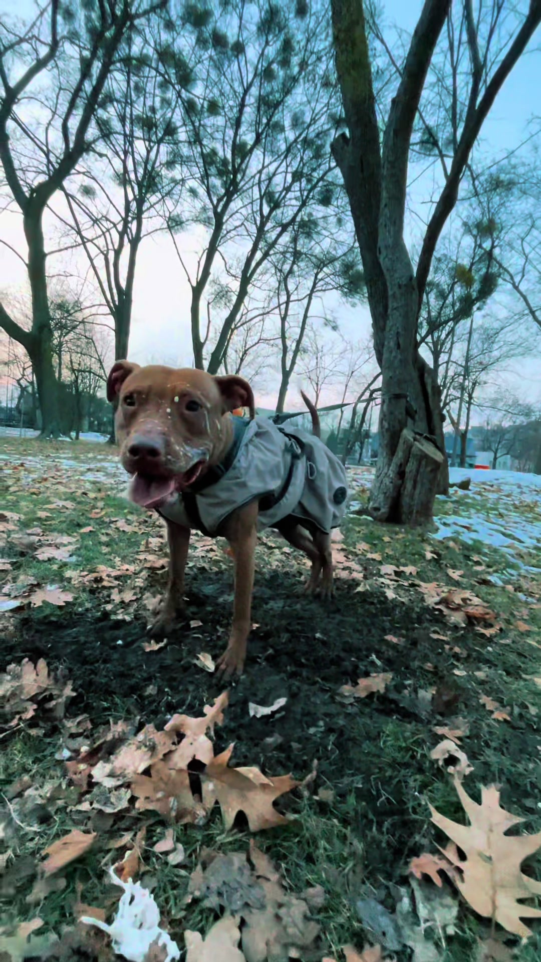 @Doti_Tora_Pitbulls