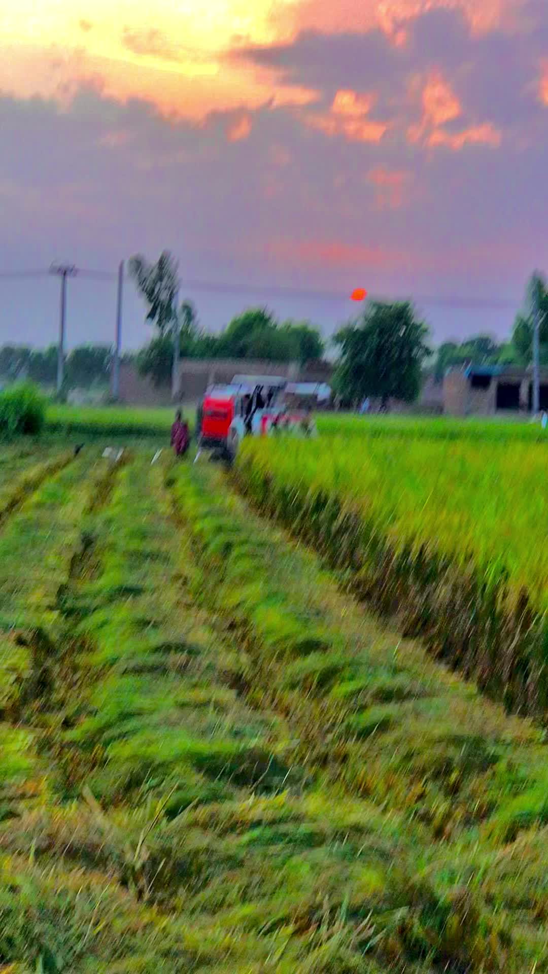 @پنجابی لڑکی🍃🌱💯