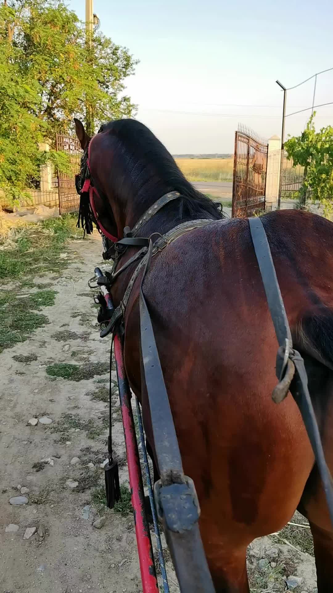 @Jady🐴