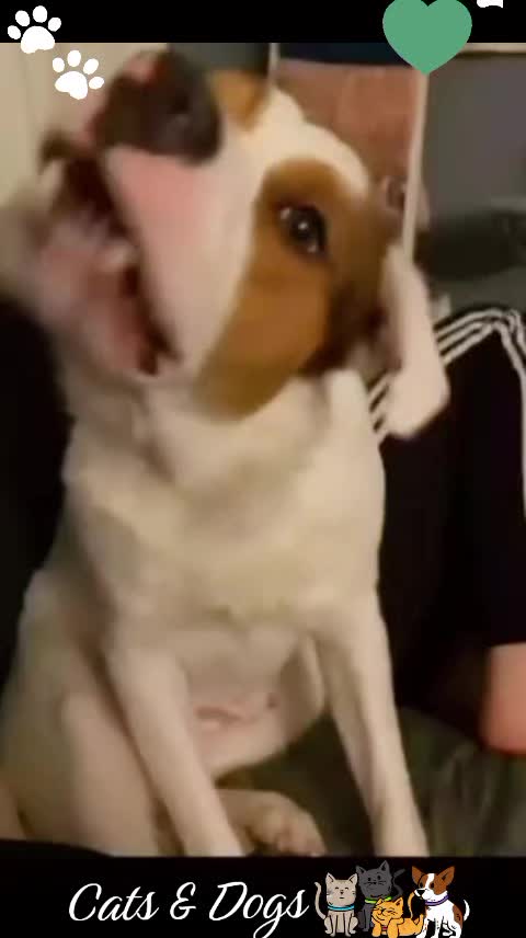@Gulp 🇦🇹Team Chihuahua ❤