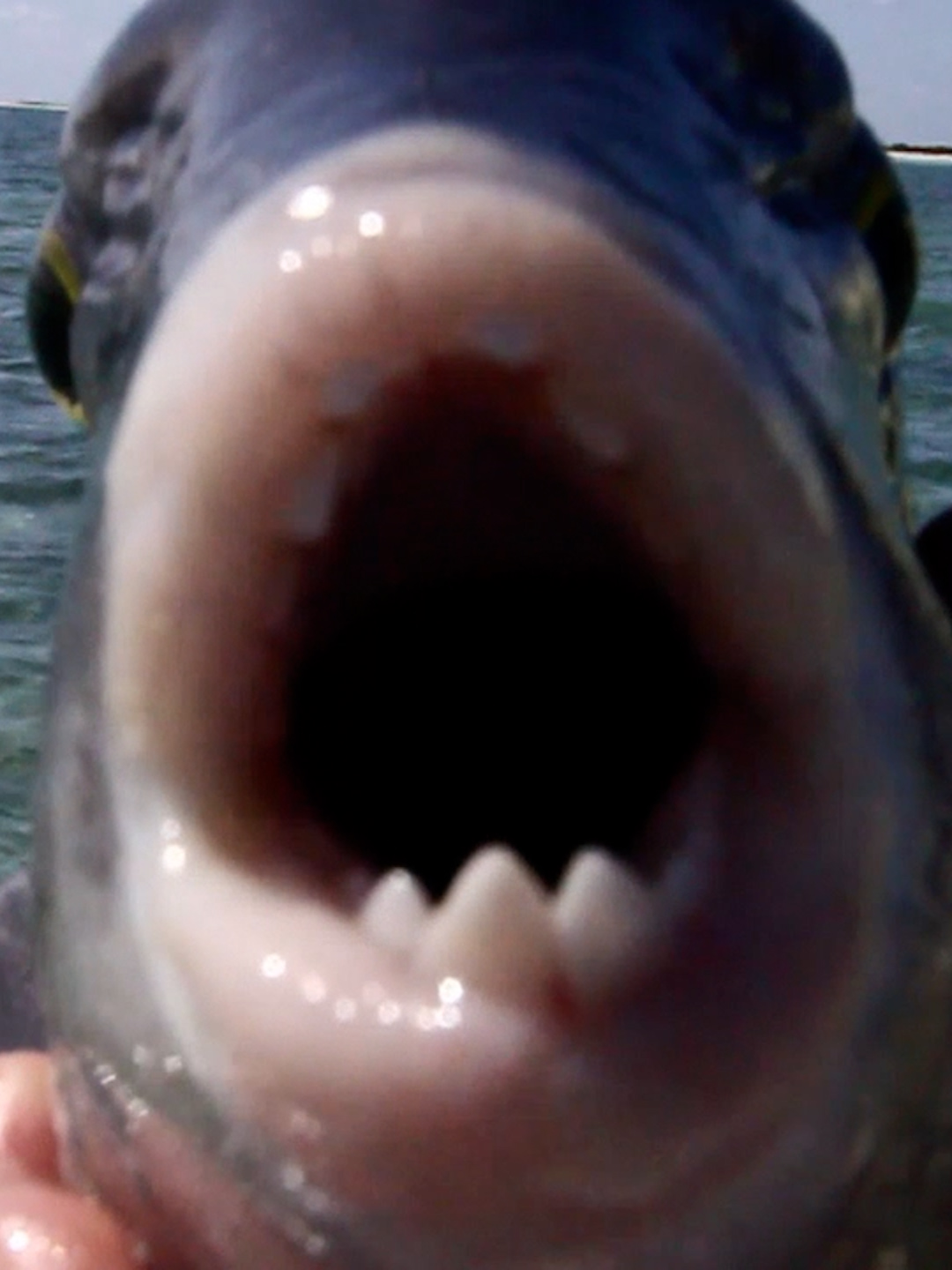 @Fishing TV