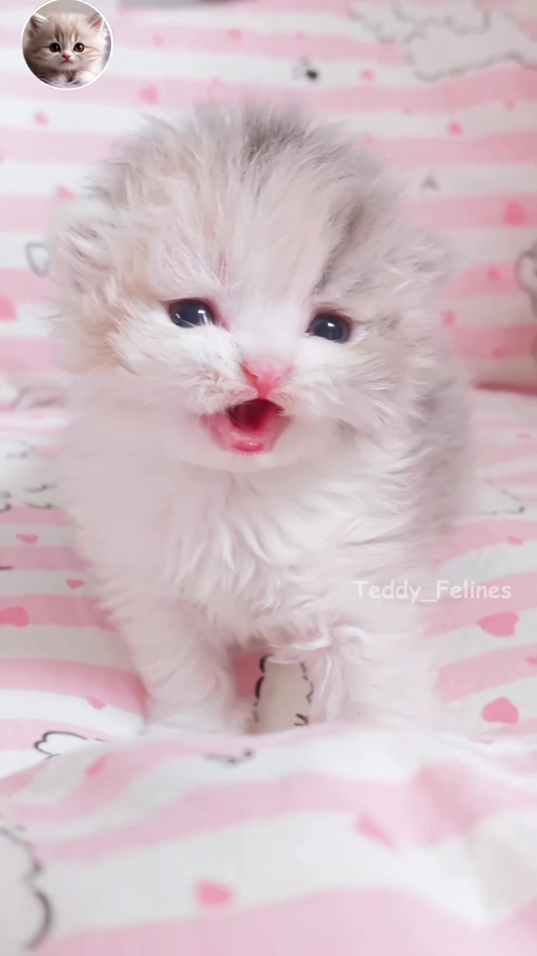 @Teddy_Felines 🧸🐾