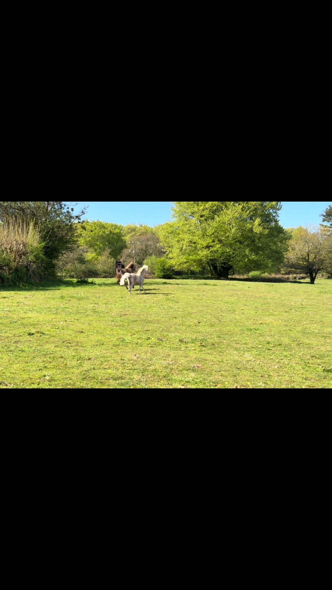 @Dartmoor Carriages