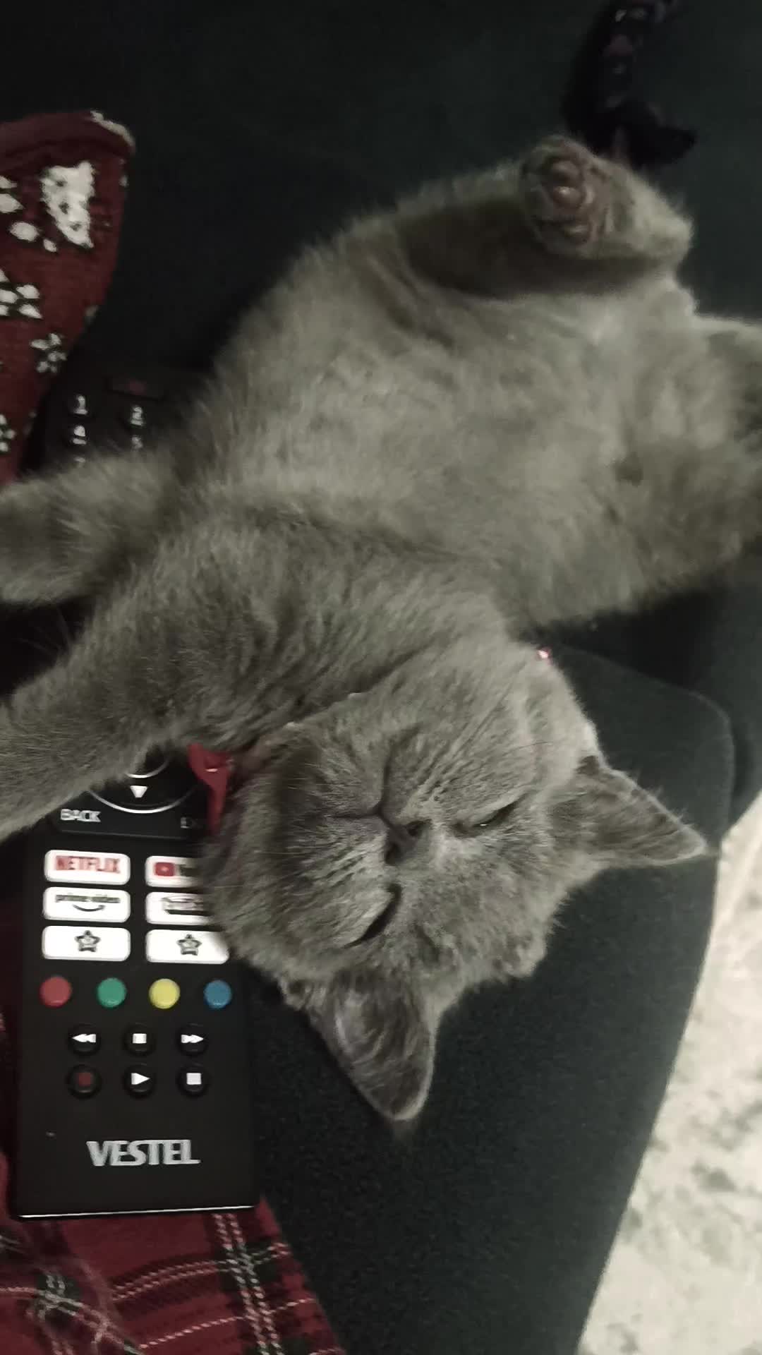 @MiyaAa 🐾