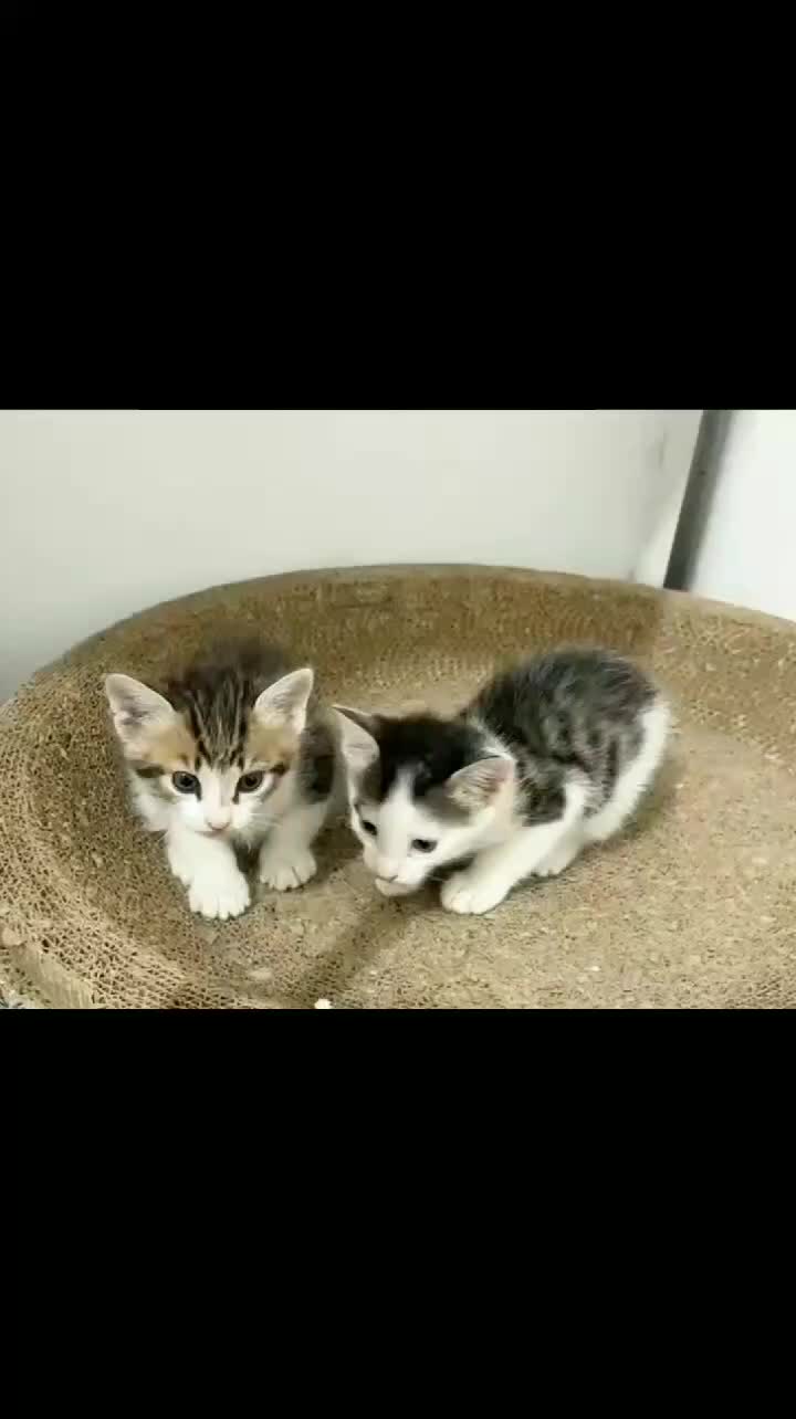 @animal family 0302