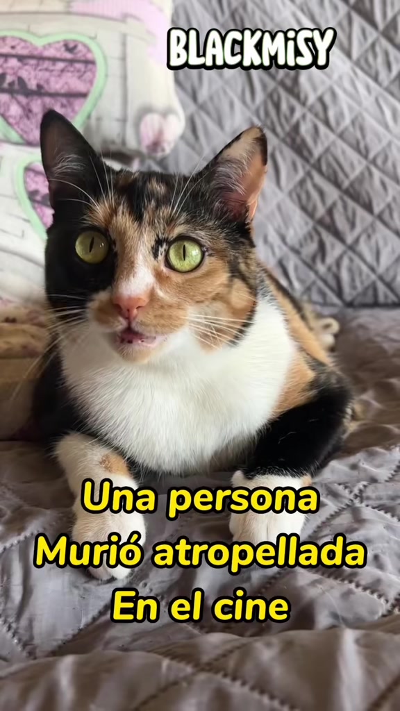 @BlackMisy