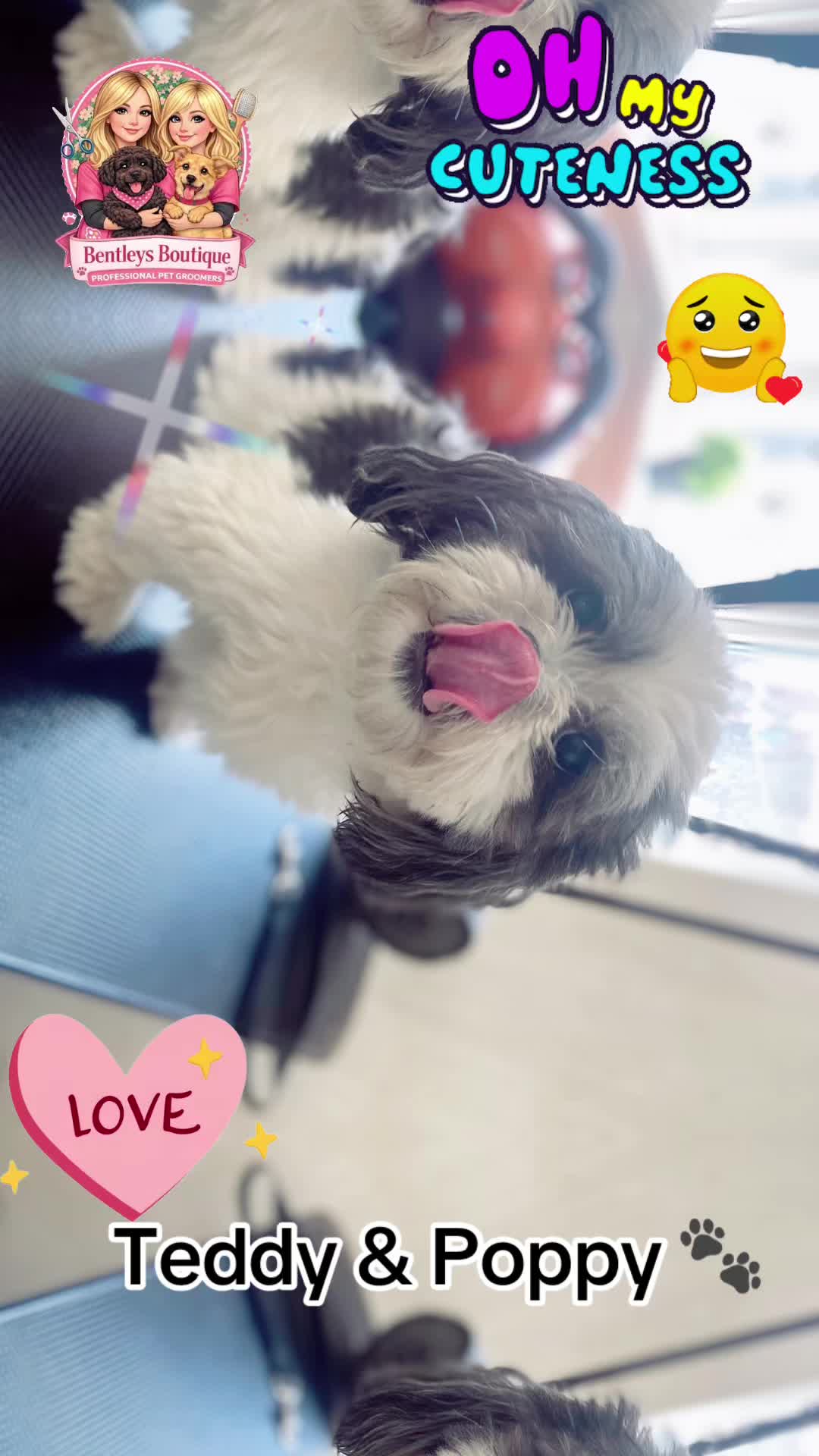 @Bentleys Boutique Pet Groomers