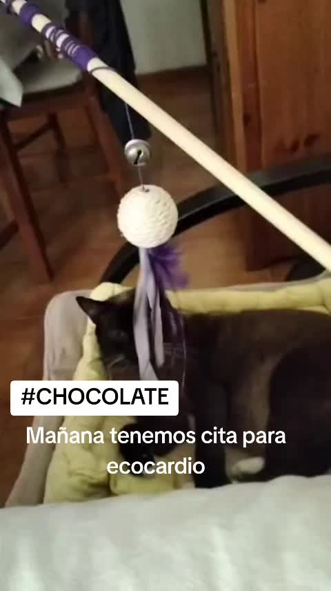 @SOS FELINA TENERIFE