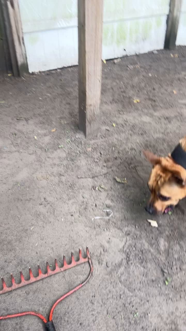 @themreal_hounds