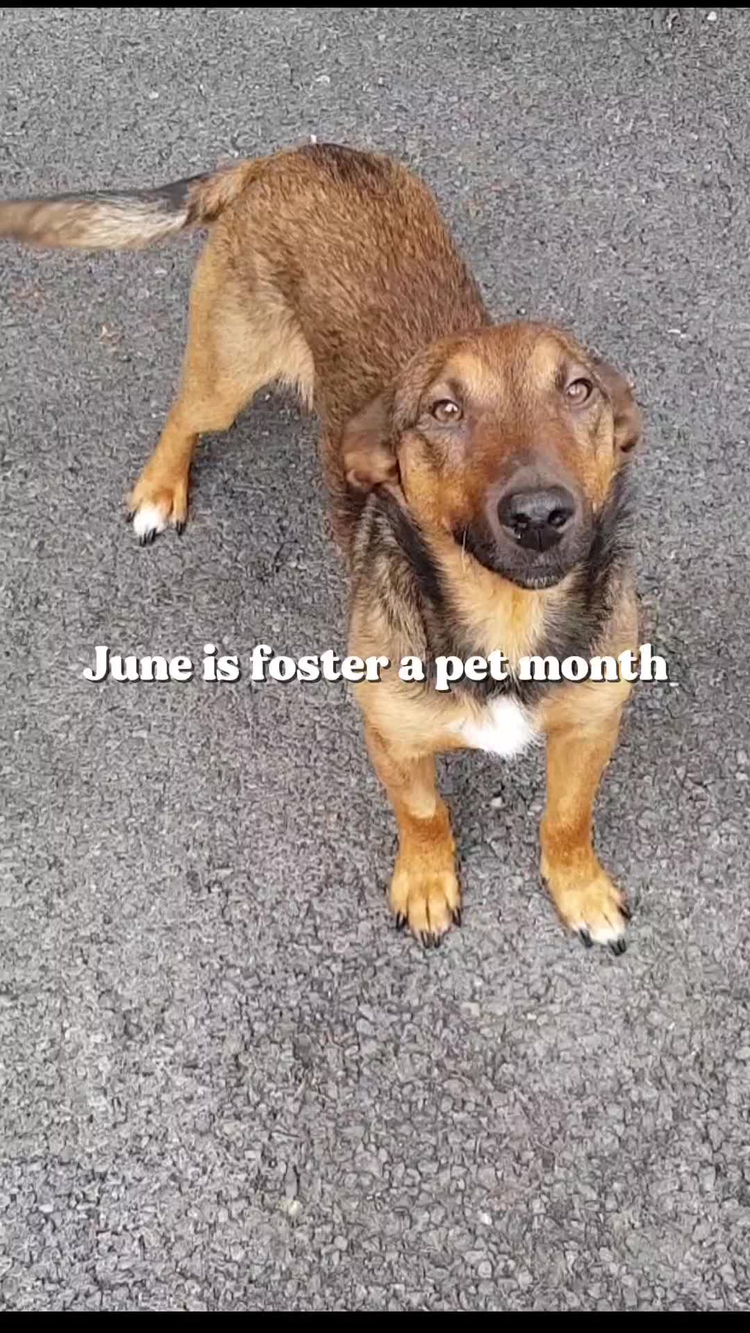 @Fetch Your Pet Needs