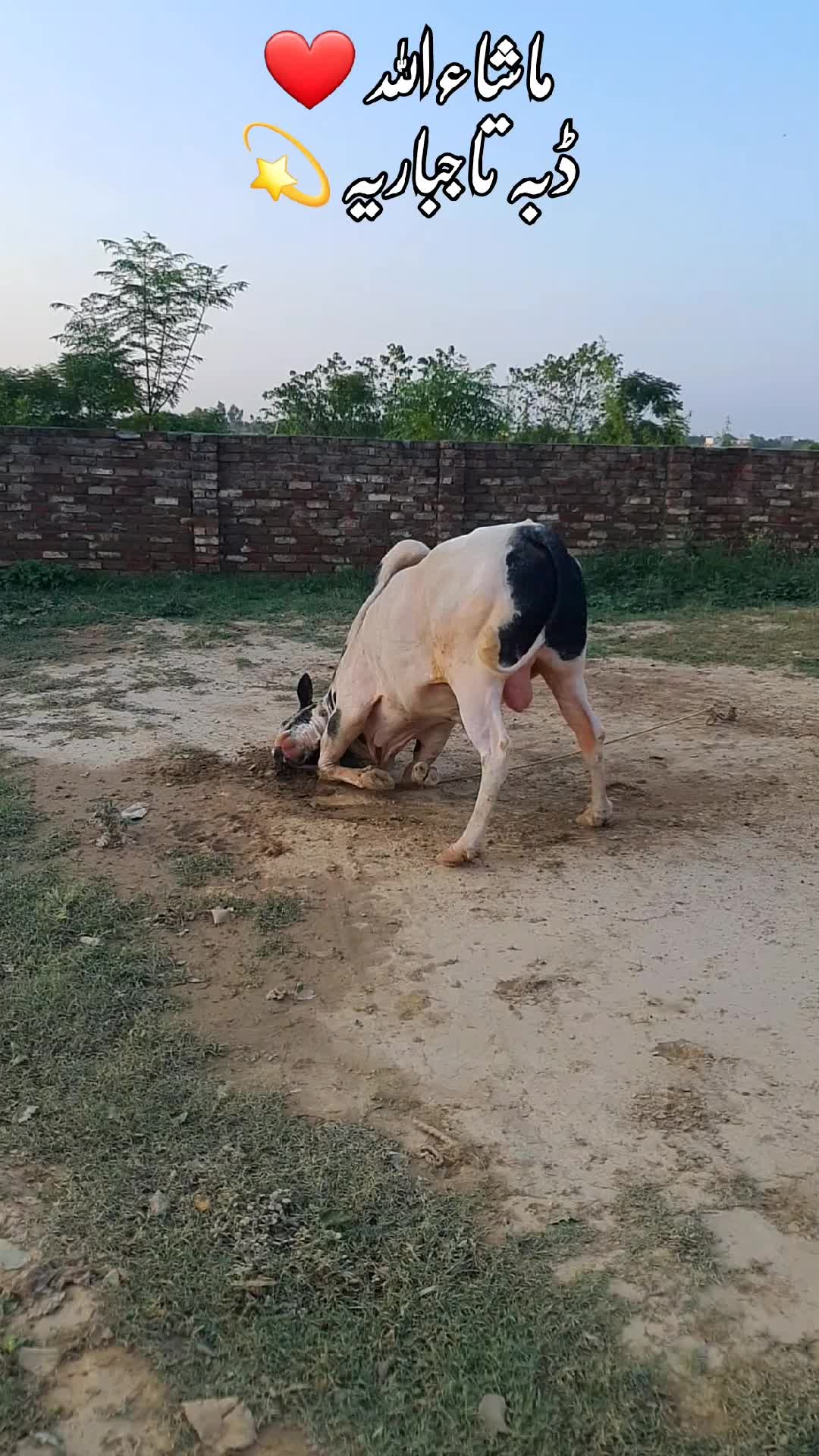 @Sardar Bilal