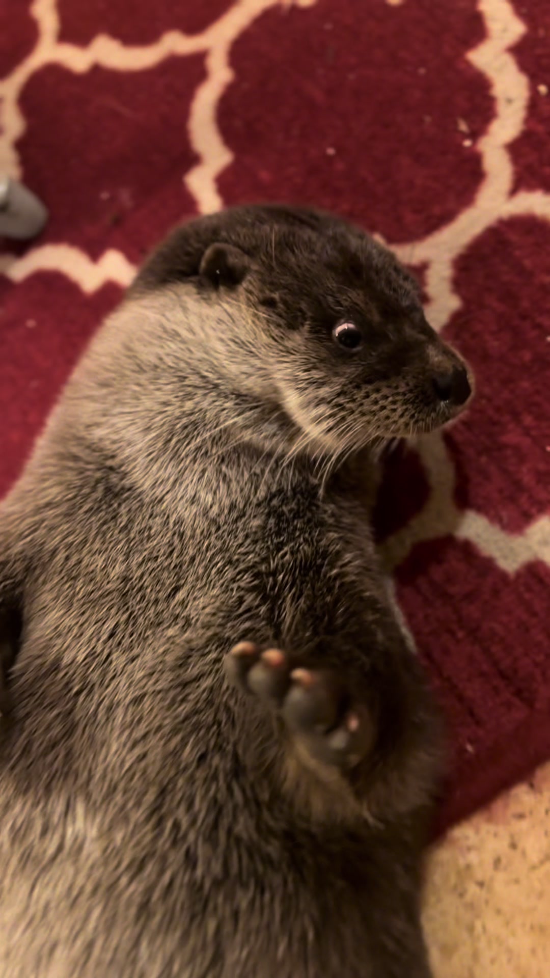 @Leya Otter