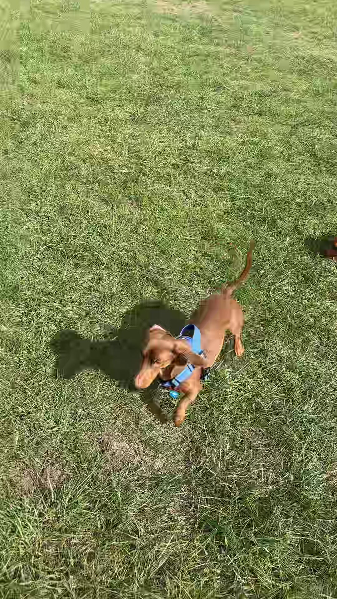 @tswoofwoof.co.uk