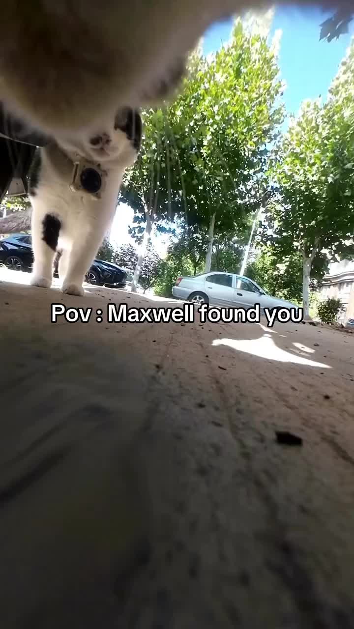 @miaou.catz