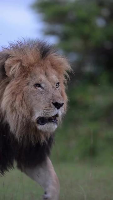 @Guzzicar🦁
