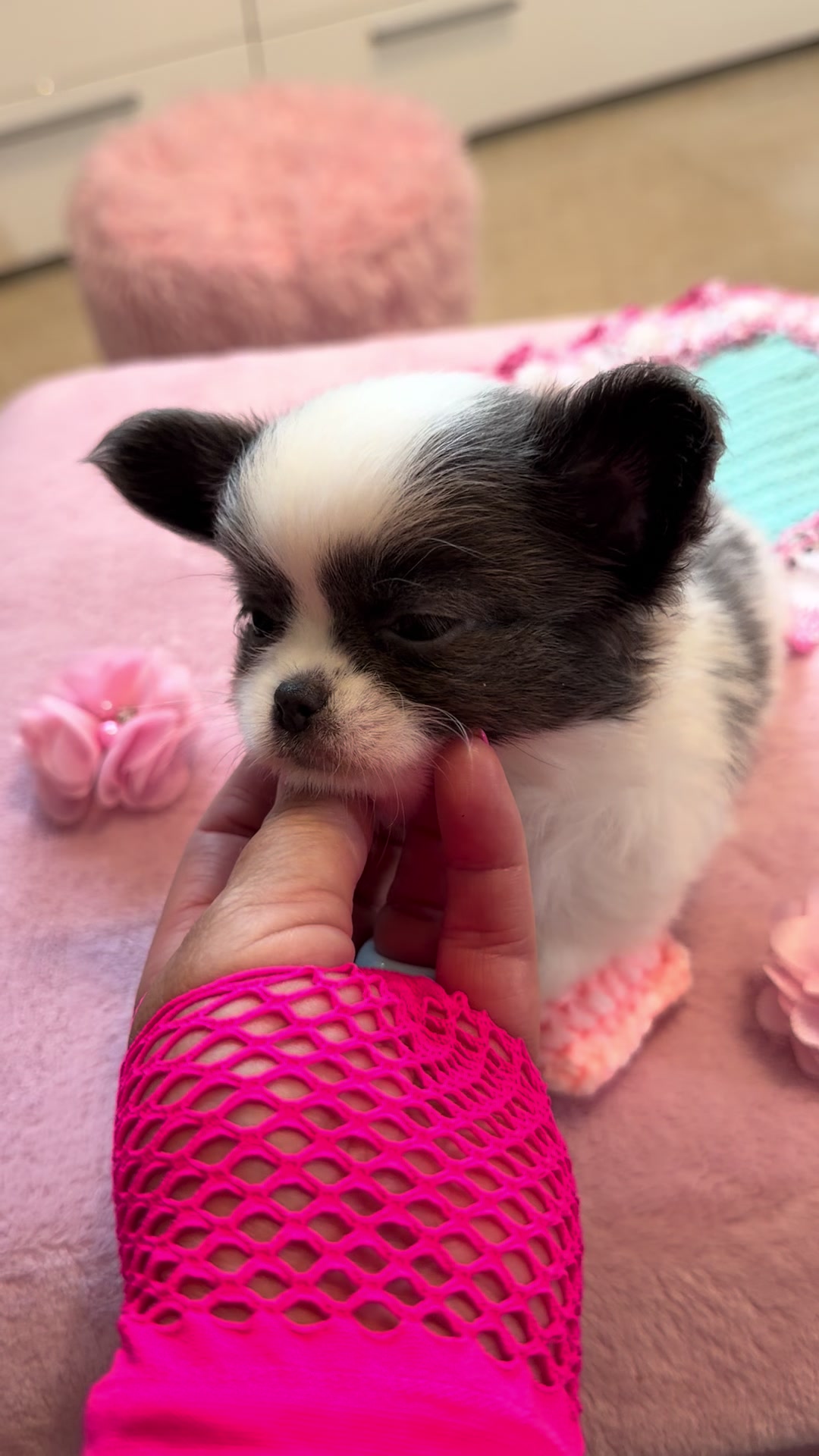 @Xhiana Chihuahuas. 🇪🇸