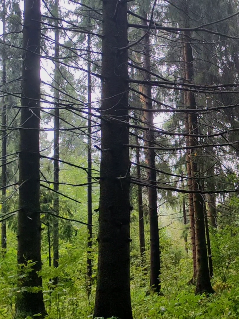 @khvoyny🌲
