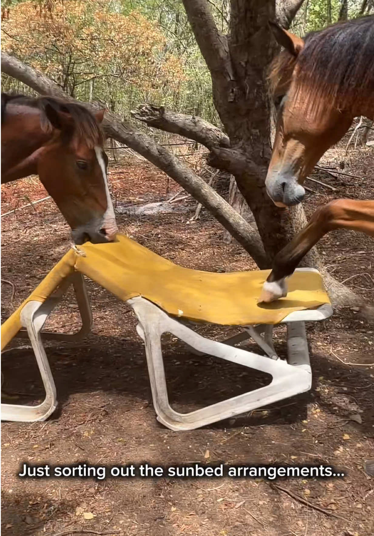 @roots_riding_stables