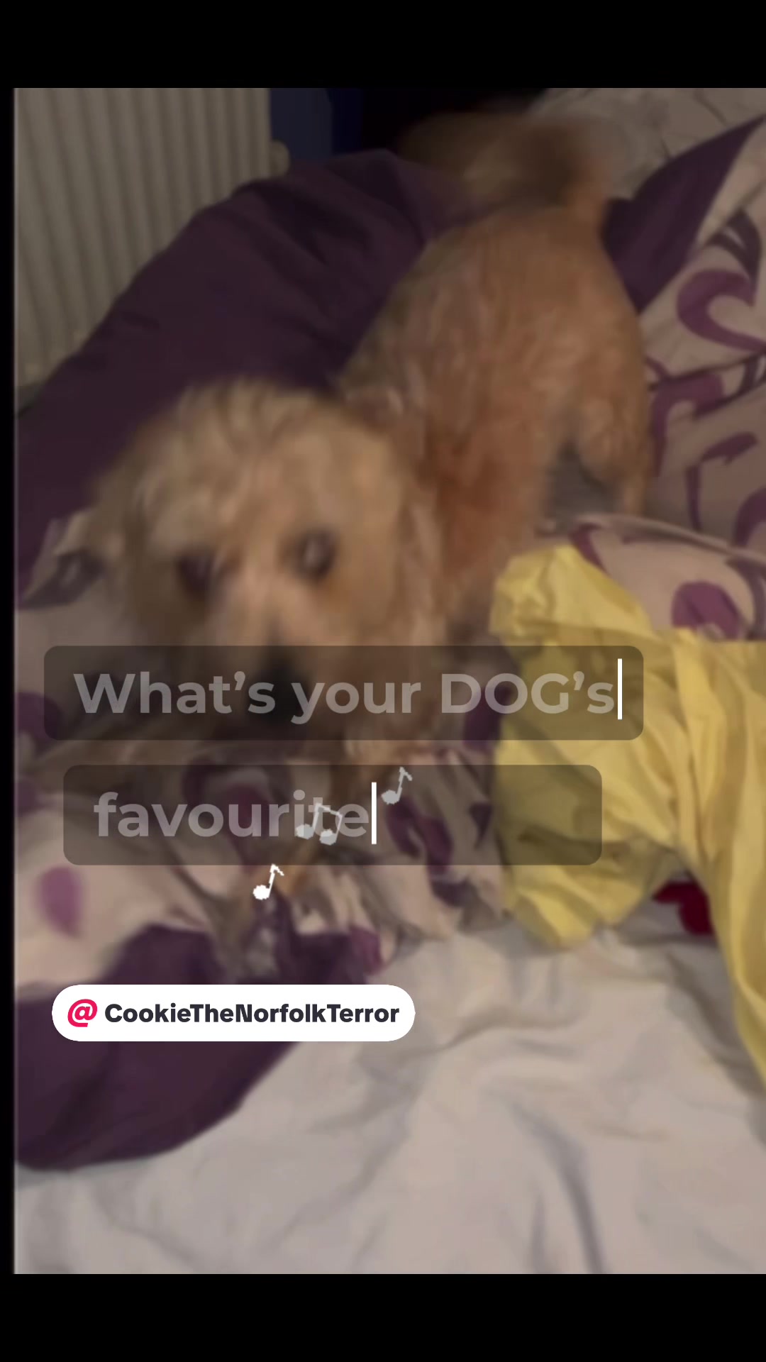 @CookieTheNorfolkTerror