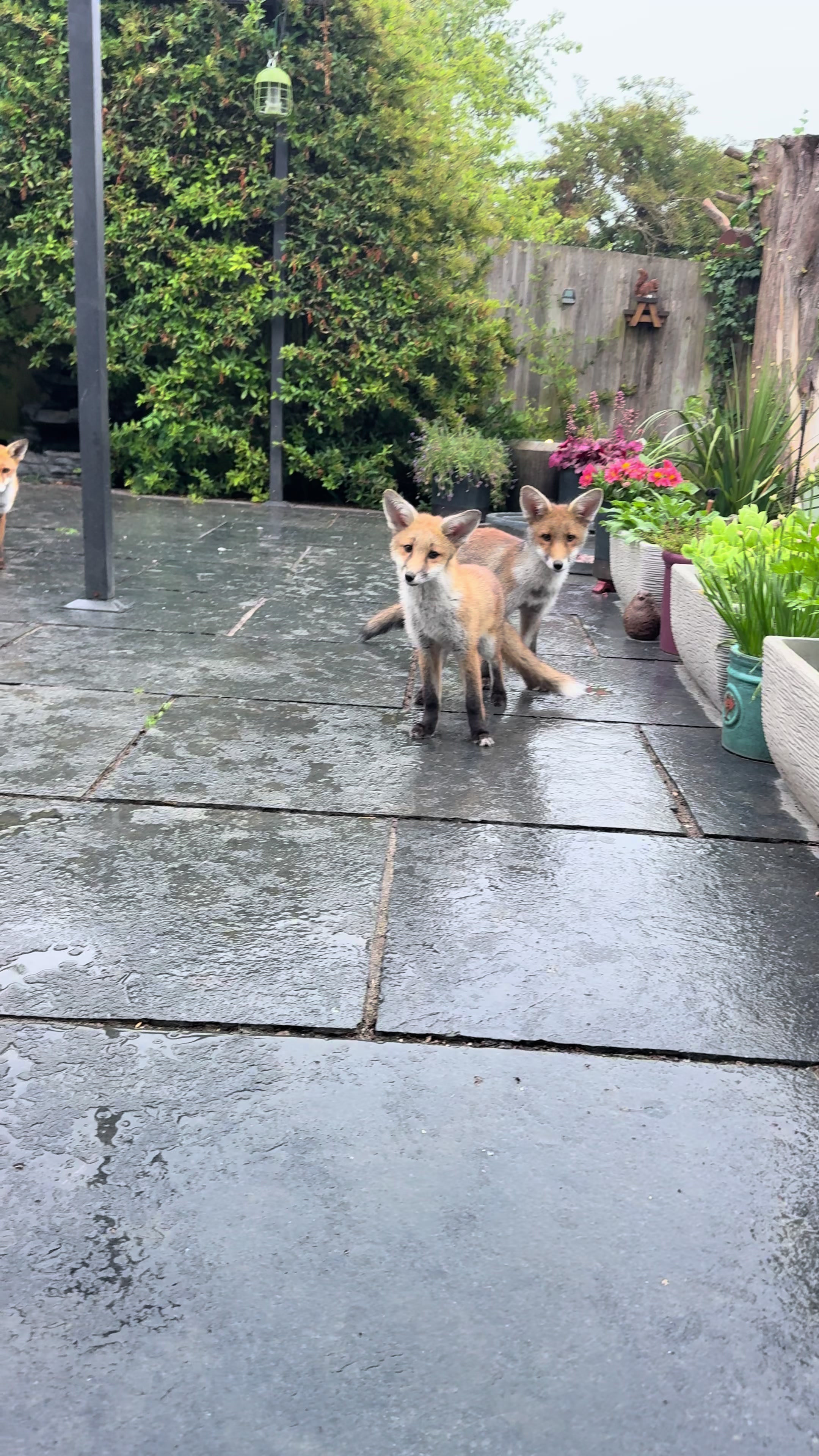 @gp_wildlife