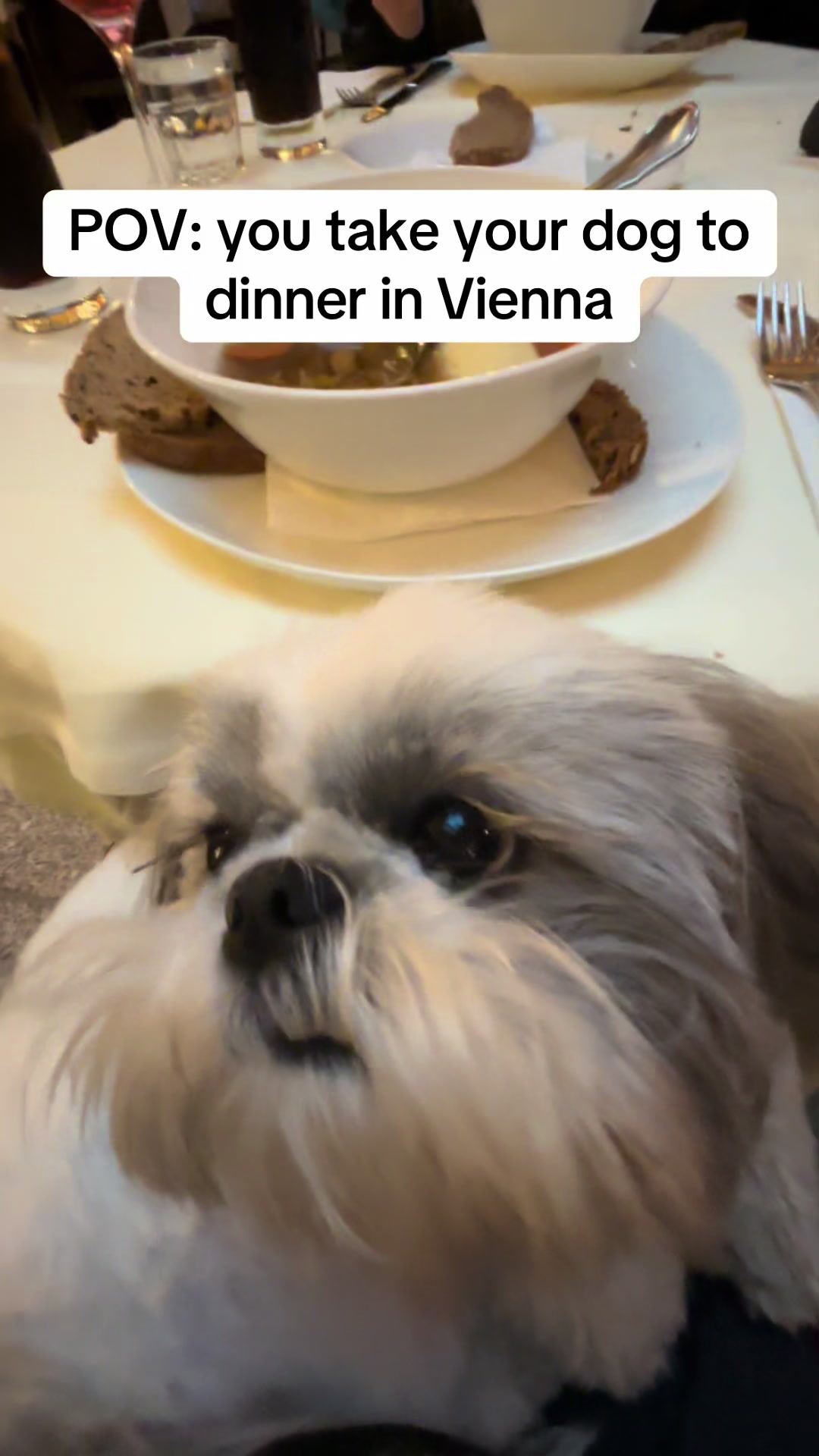 @Daisy | The Dog Travel App