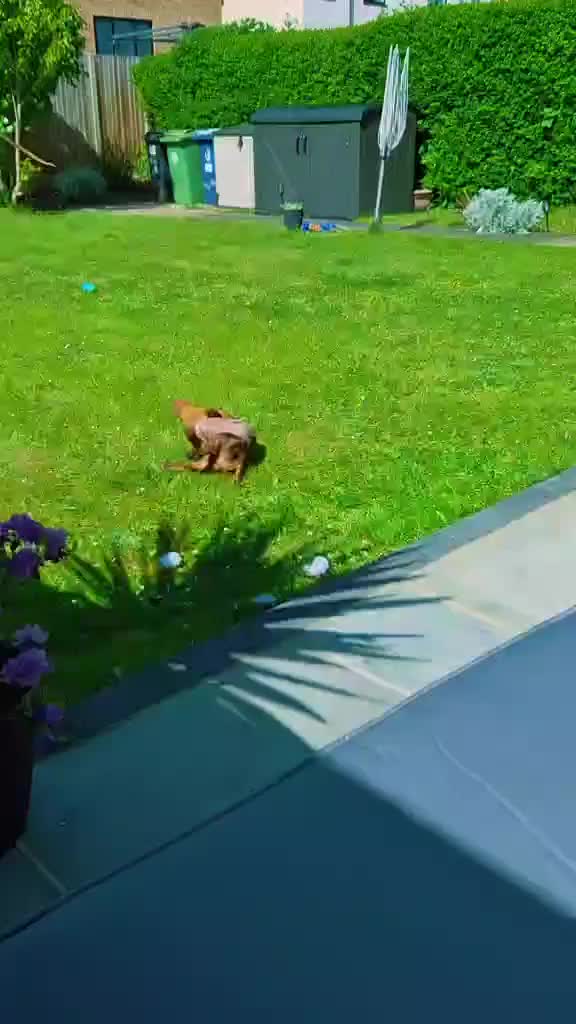 @Choritzo chipolata🐾