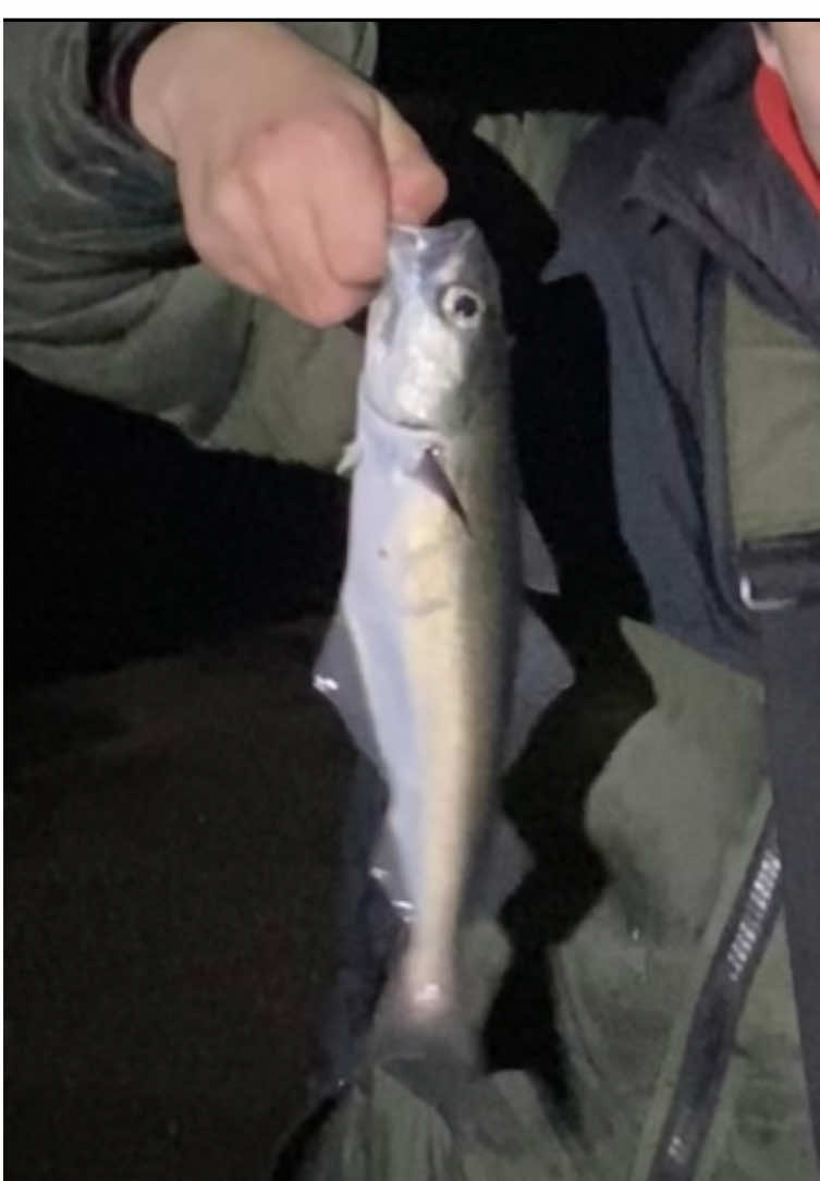 @alfie_fishes_