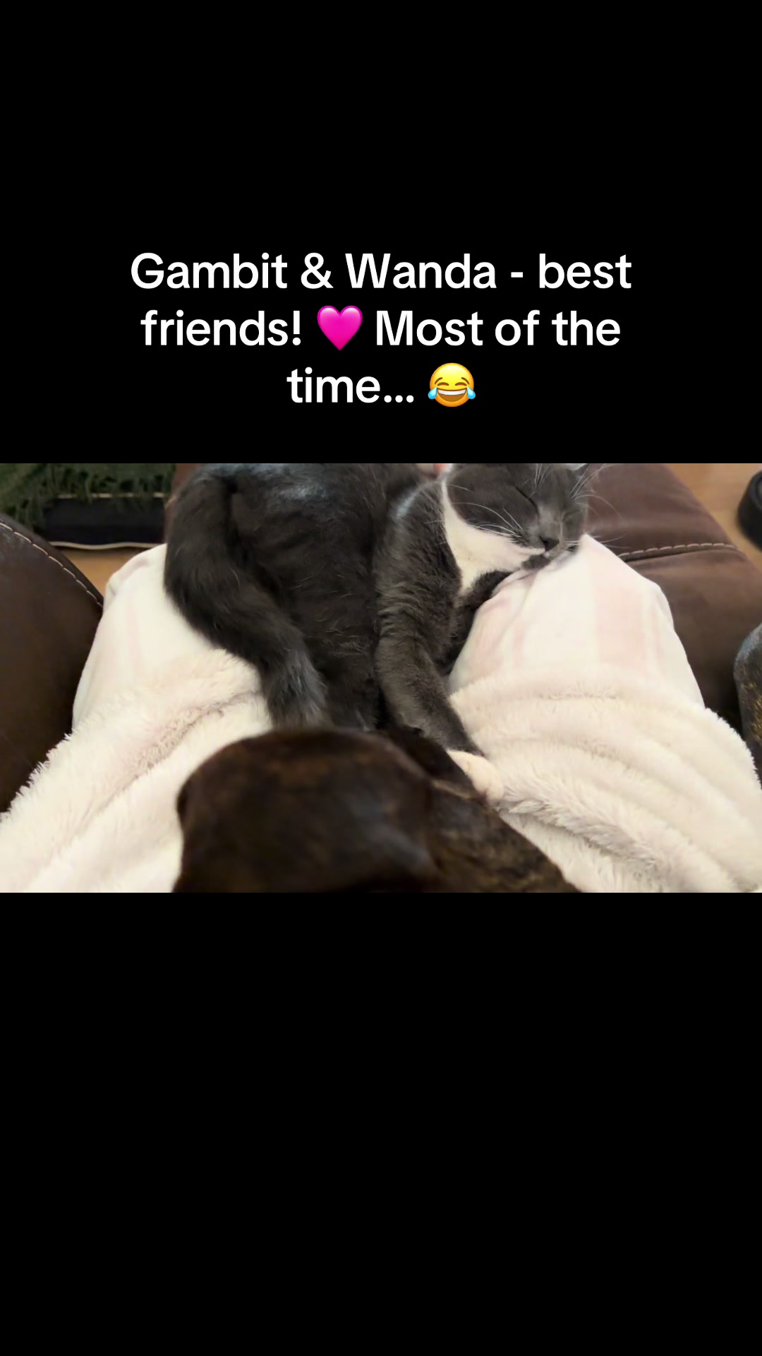 @TheCatandDogTeam