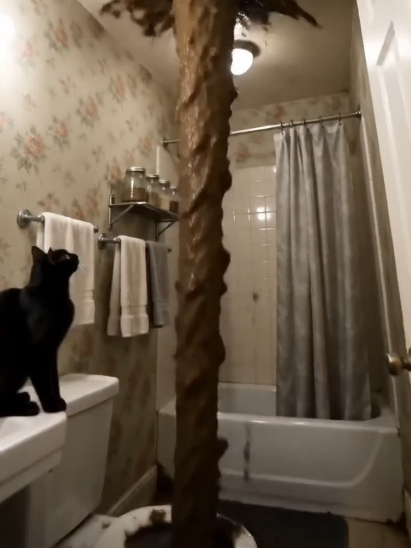 @thefelineglitch