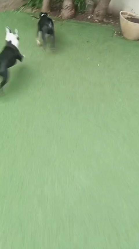 @vidadeperros