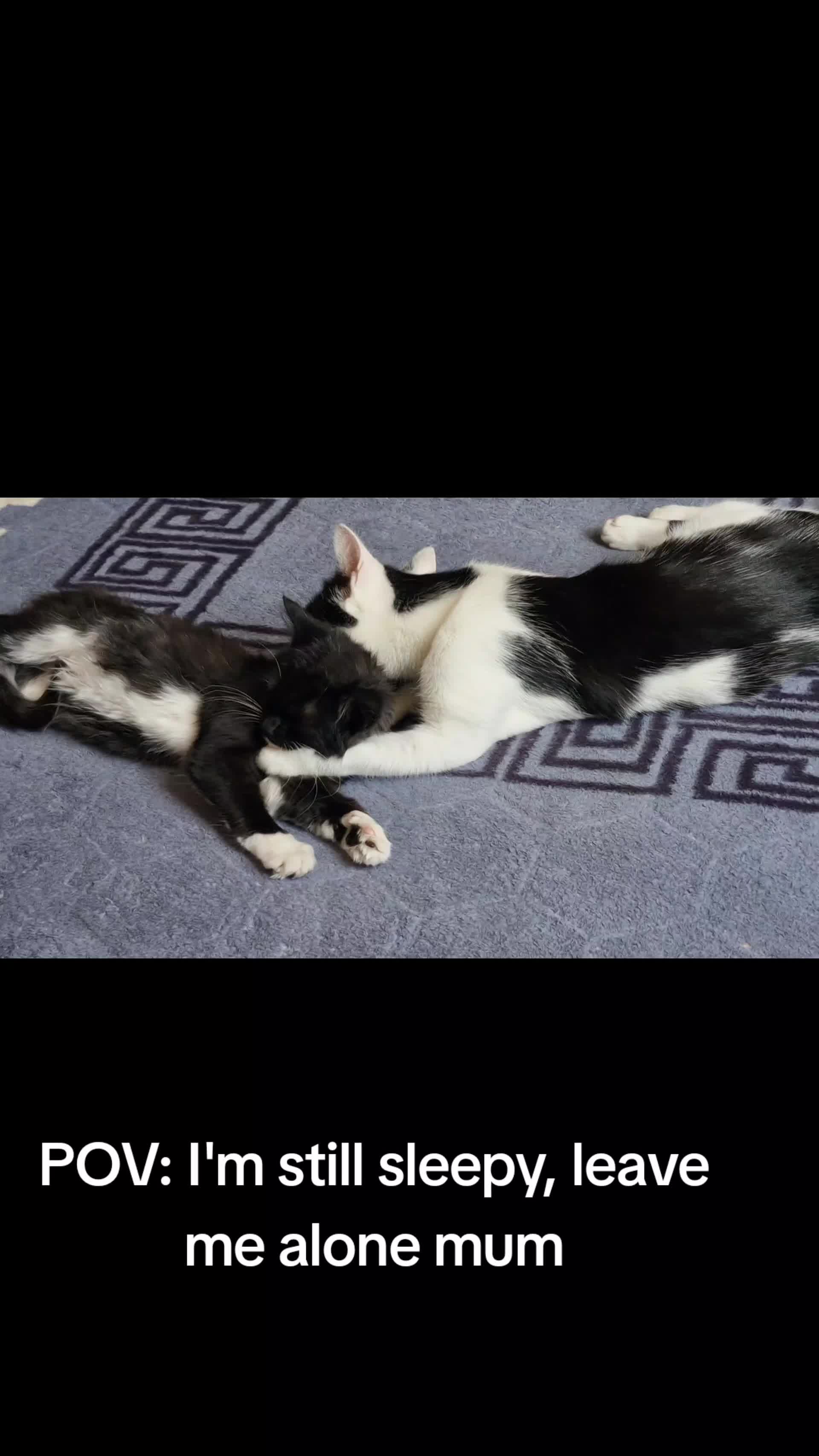 @sk cat mummy