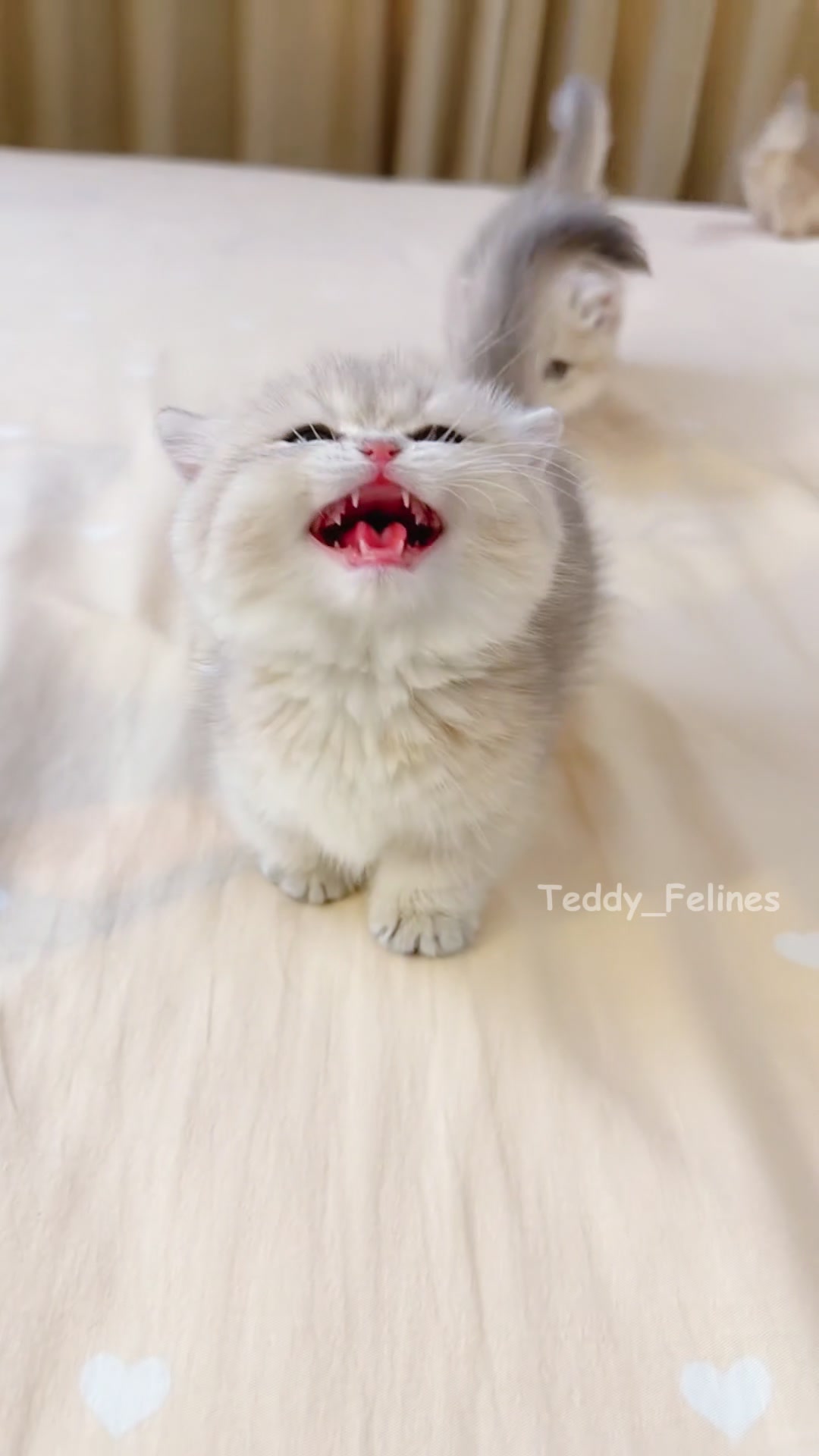 @Teddy_Felines 🧸🐾
