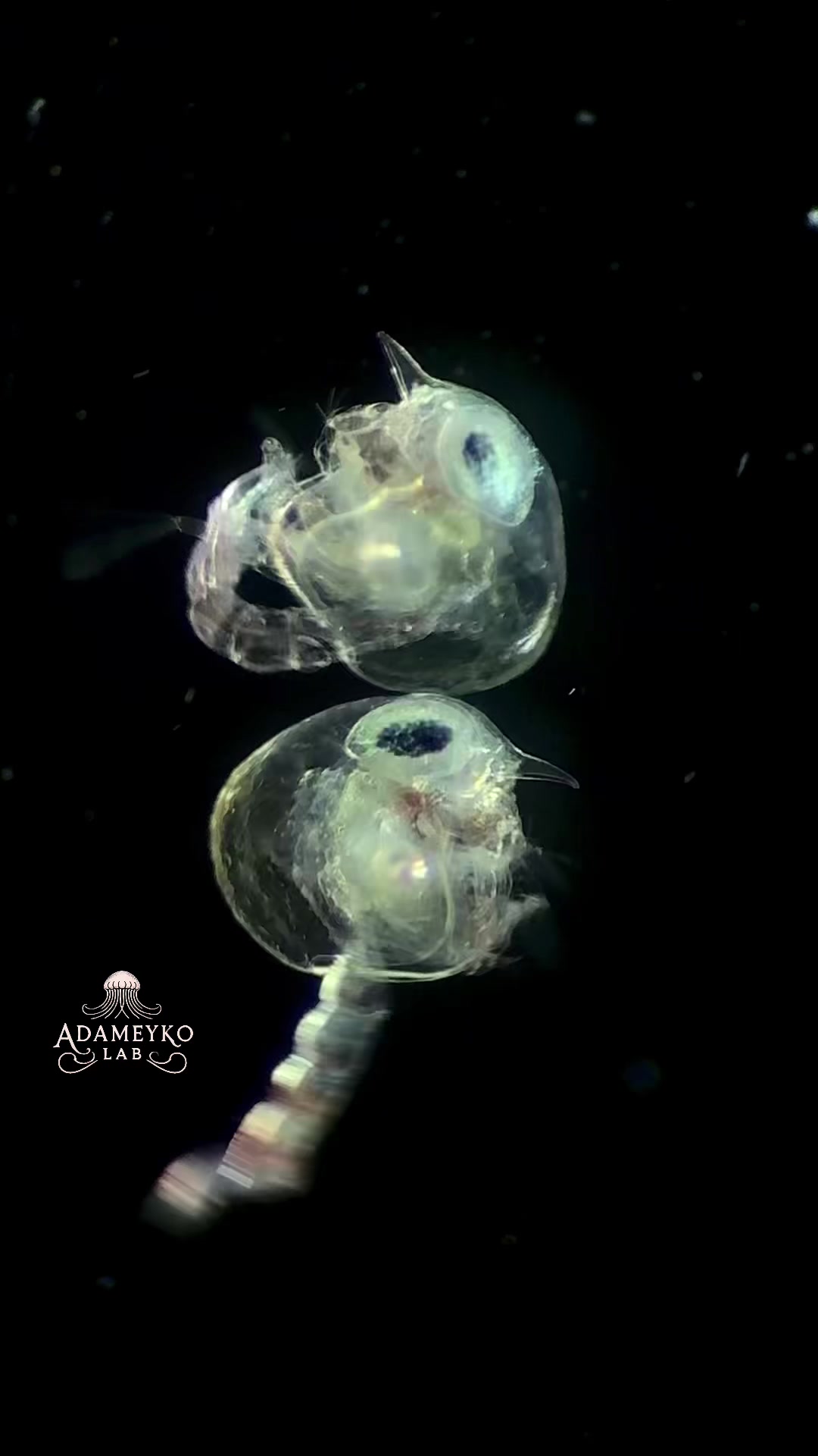 @The_story_of_a_biologist