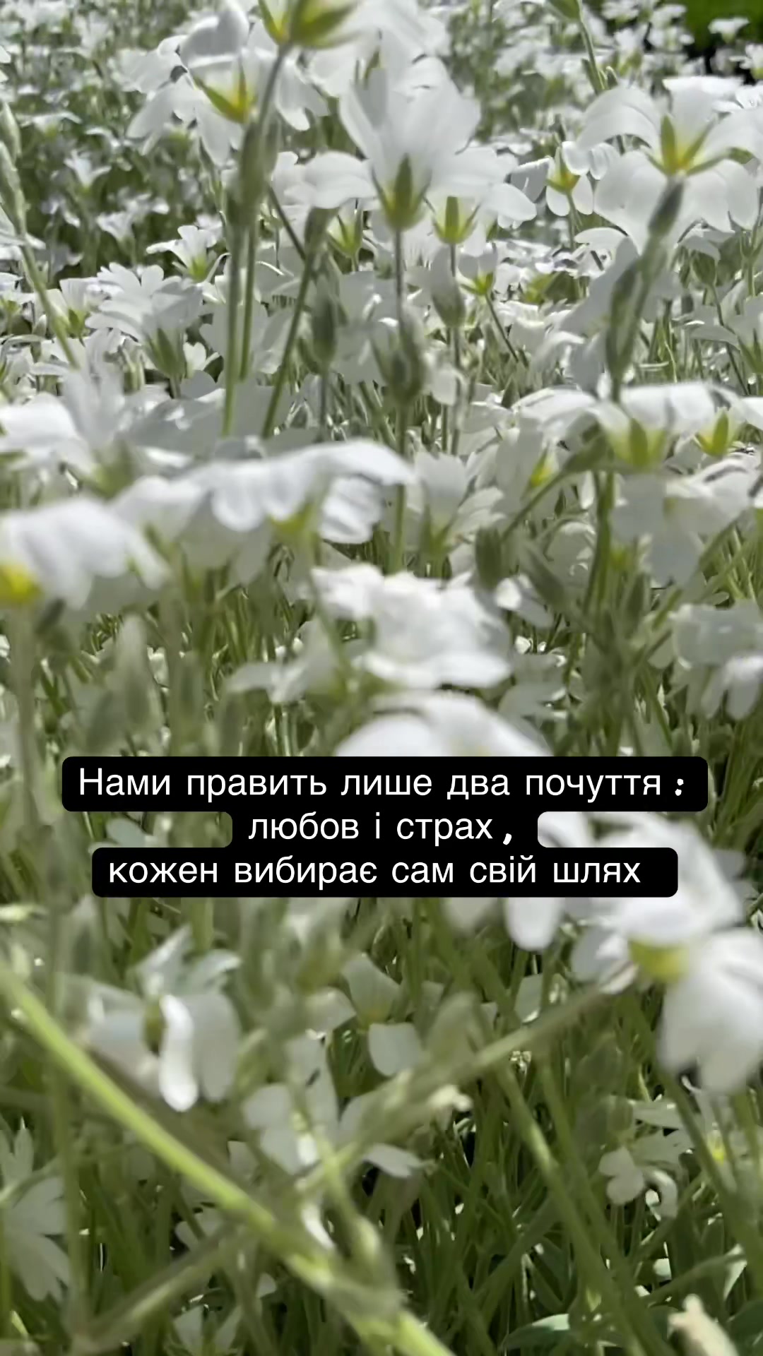 @vitas_weets