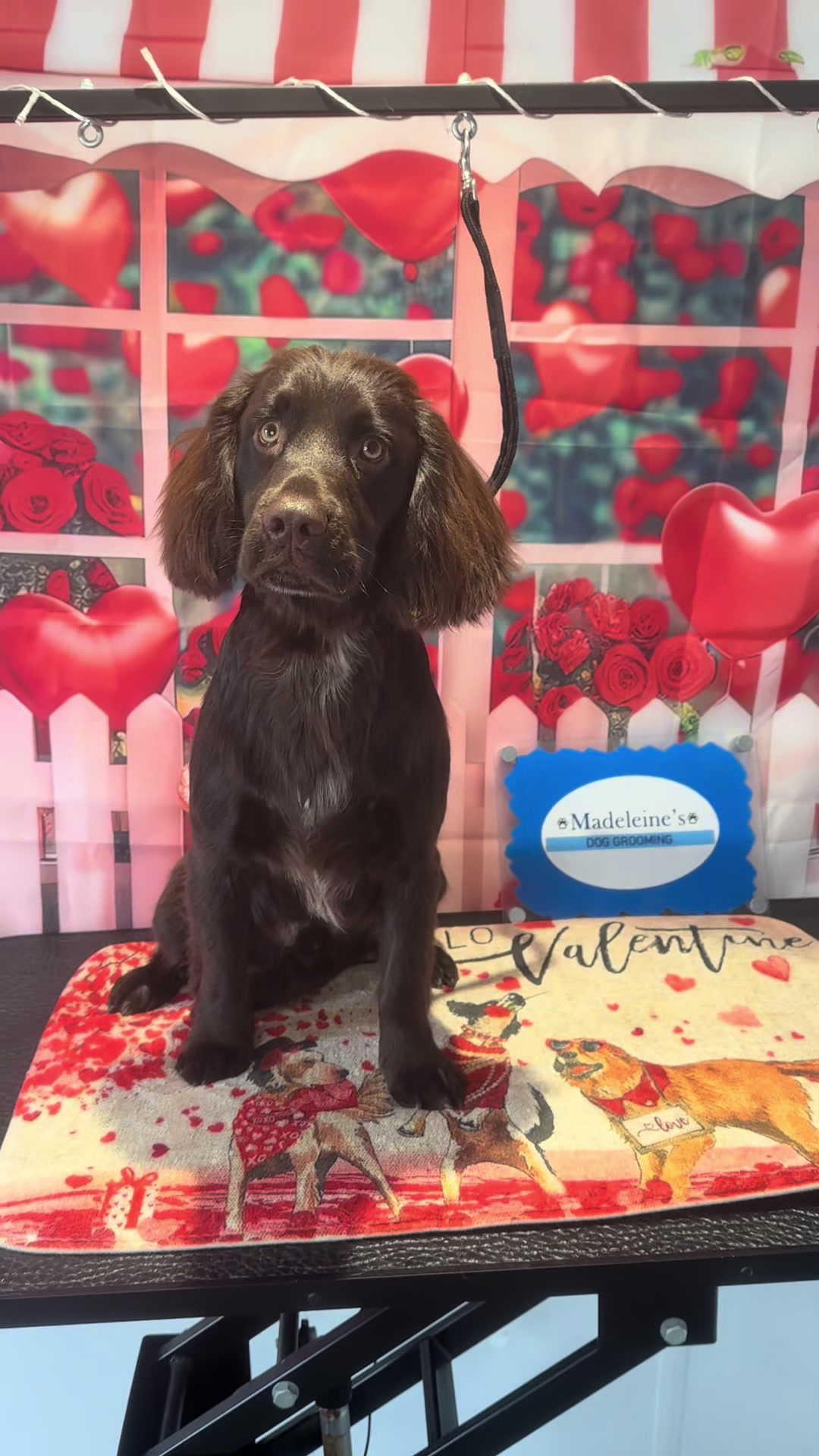 @madeleinesdoggrooming