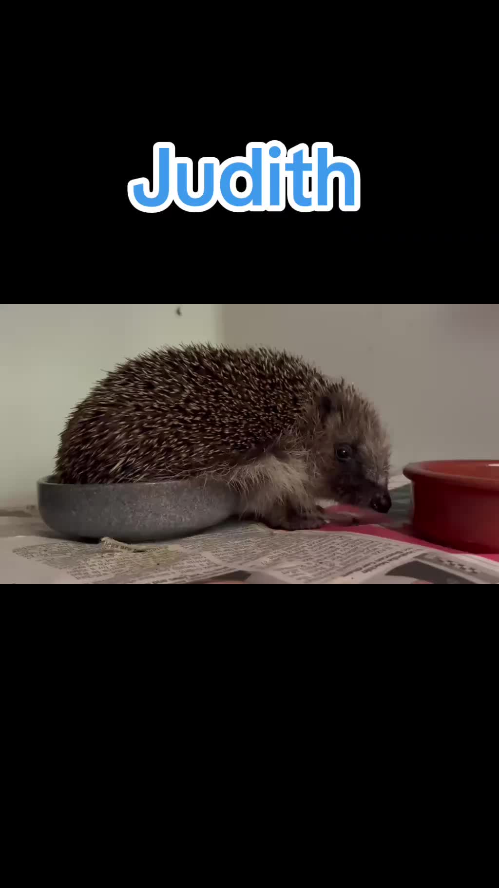 @Ryston Rachel's Hedgehog Hotel