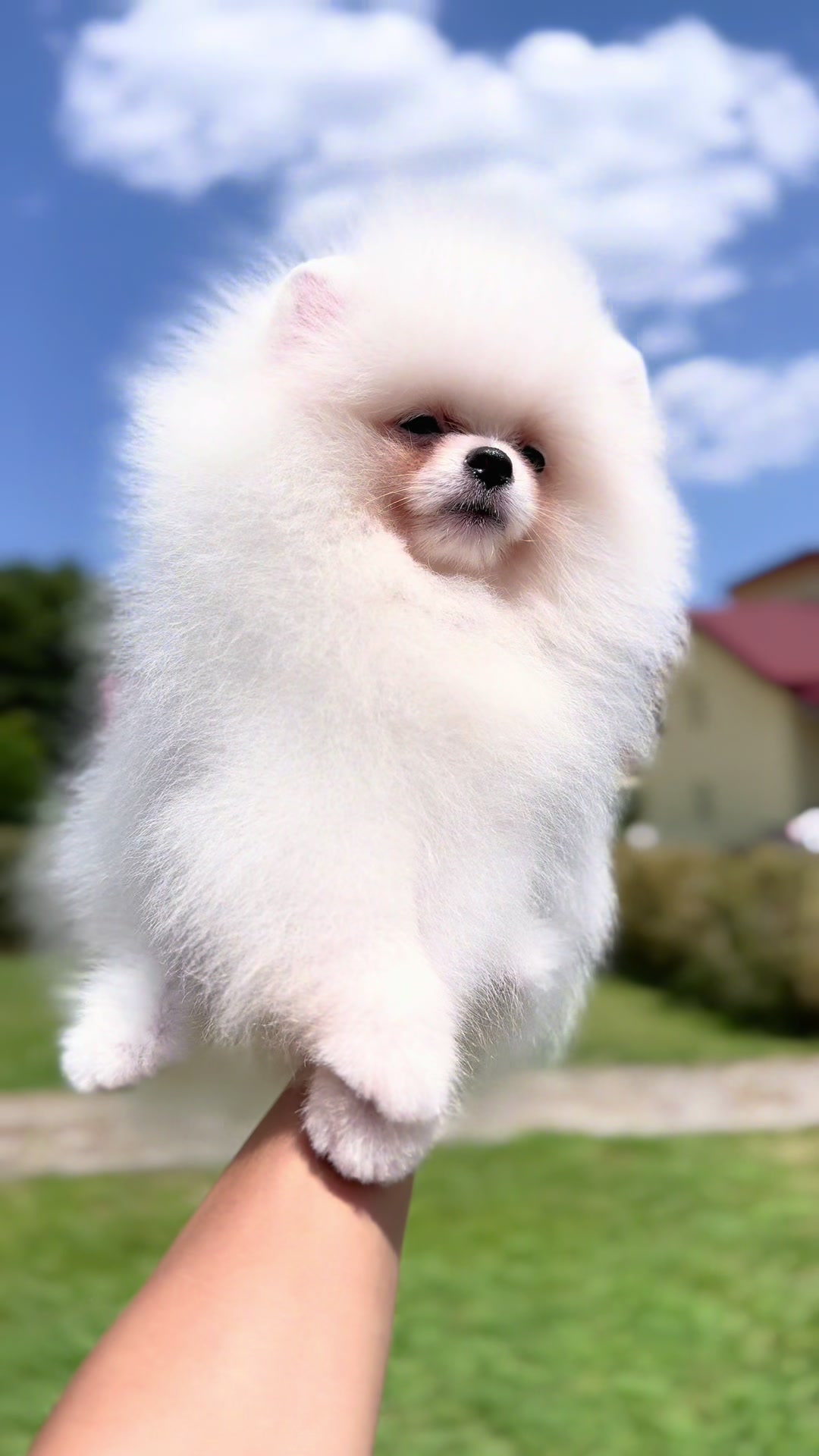 @Pomeranian.Glamour