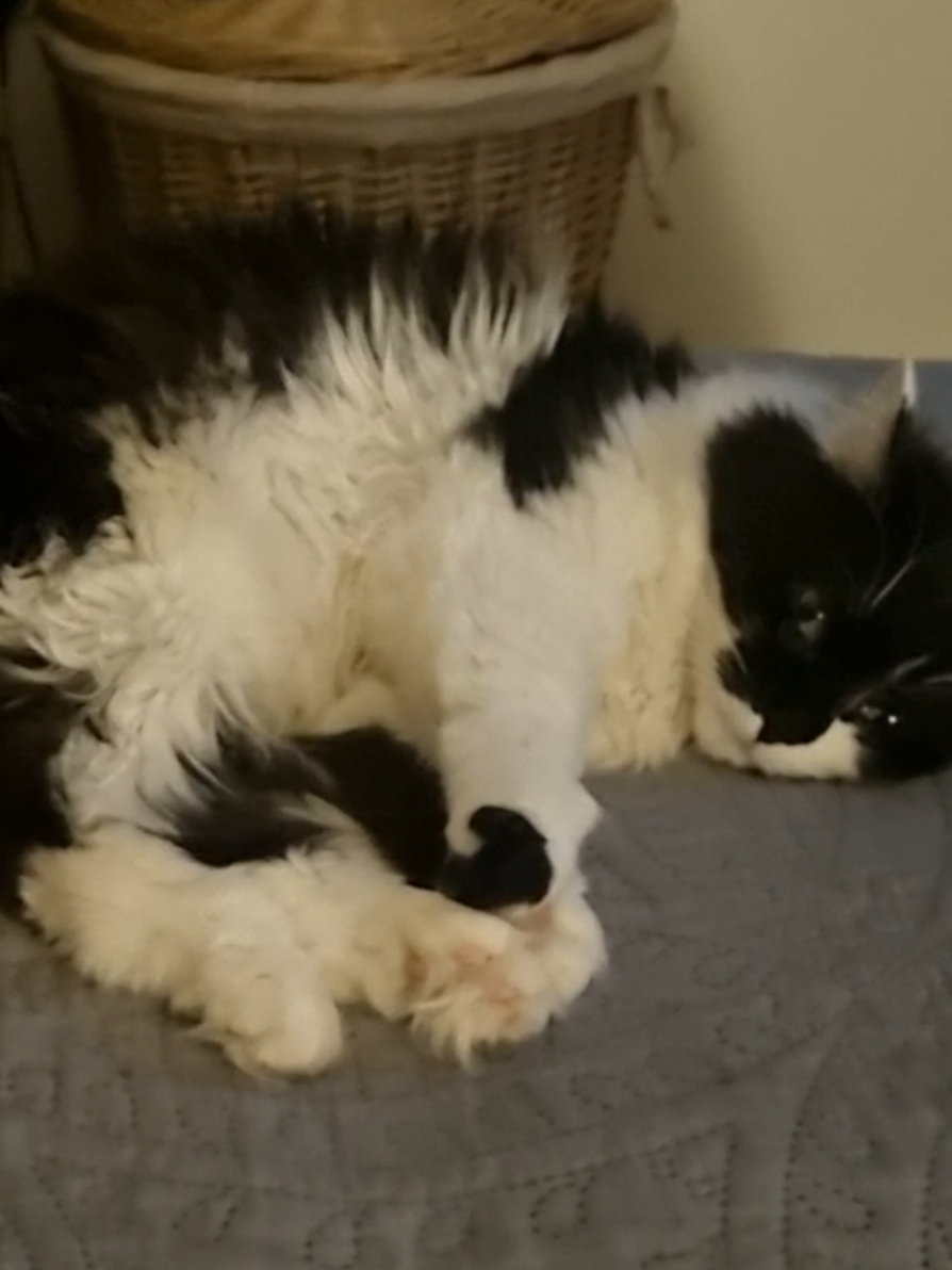 @2catlife